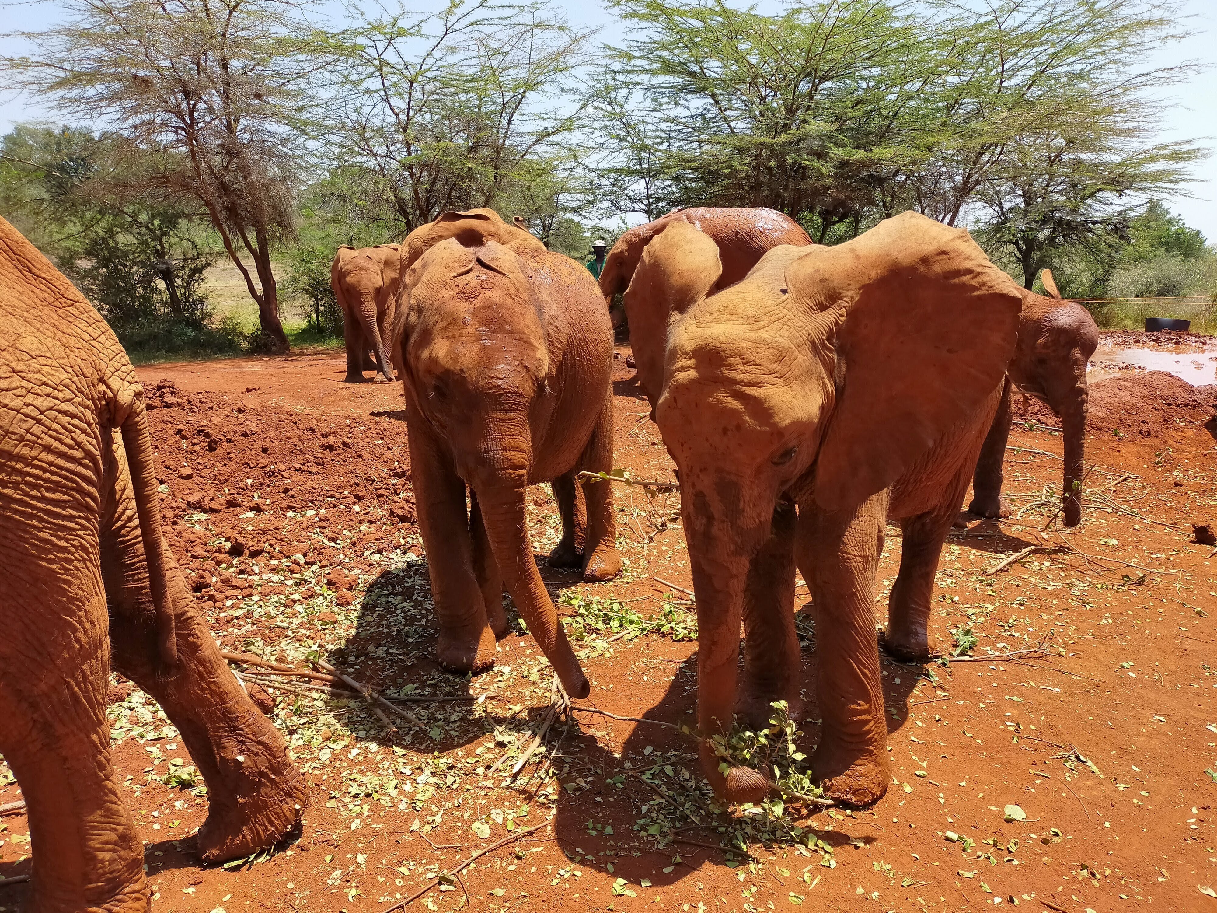 ケニア・ナイロビ】子ゾウを保護！ケニアにあるアフリカゾウの孤児院と