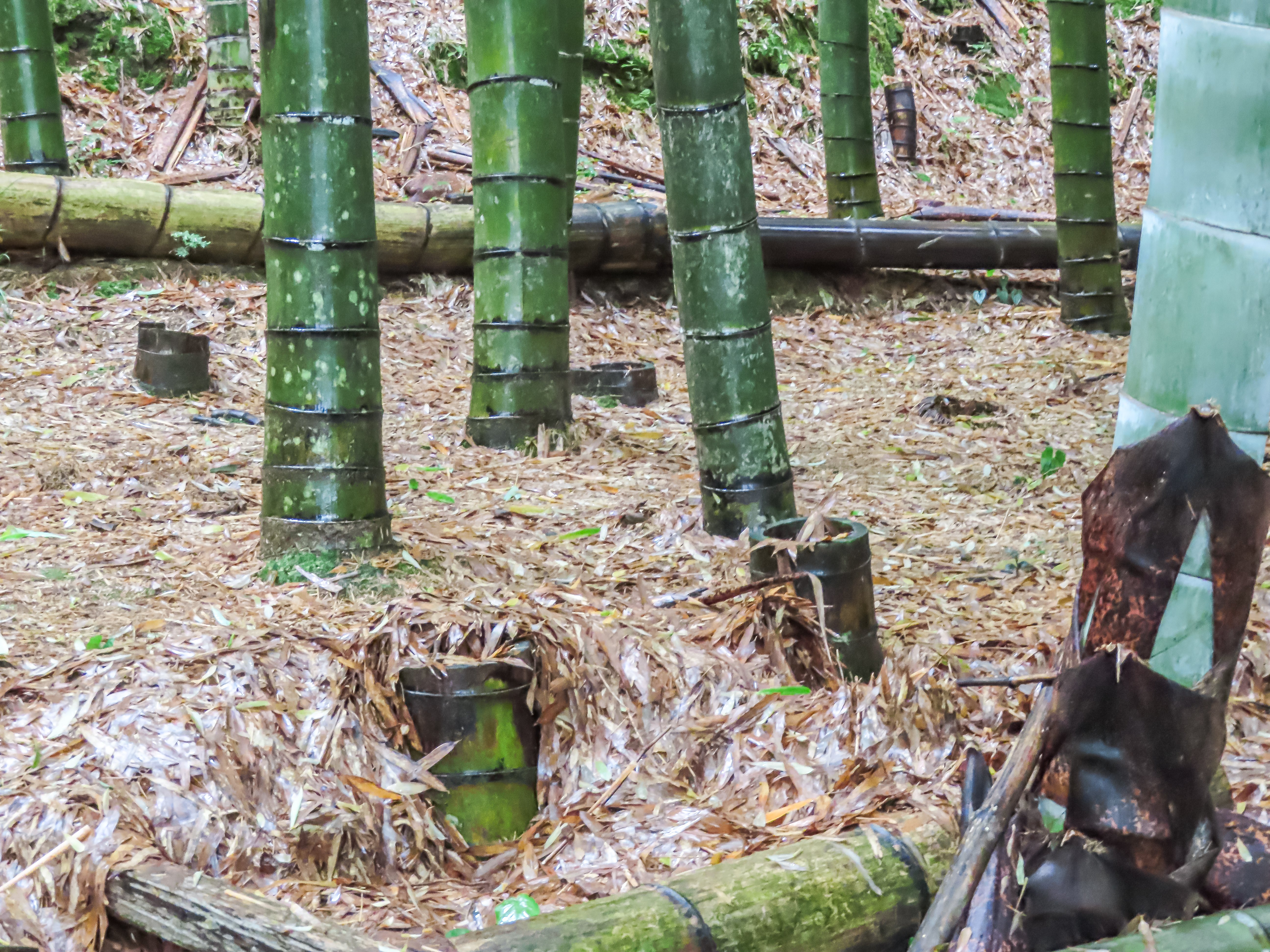 伐採された日本の竹100％で作る「竹紙」に込められた思いとは