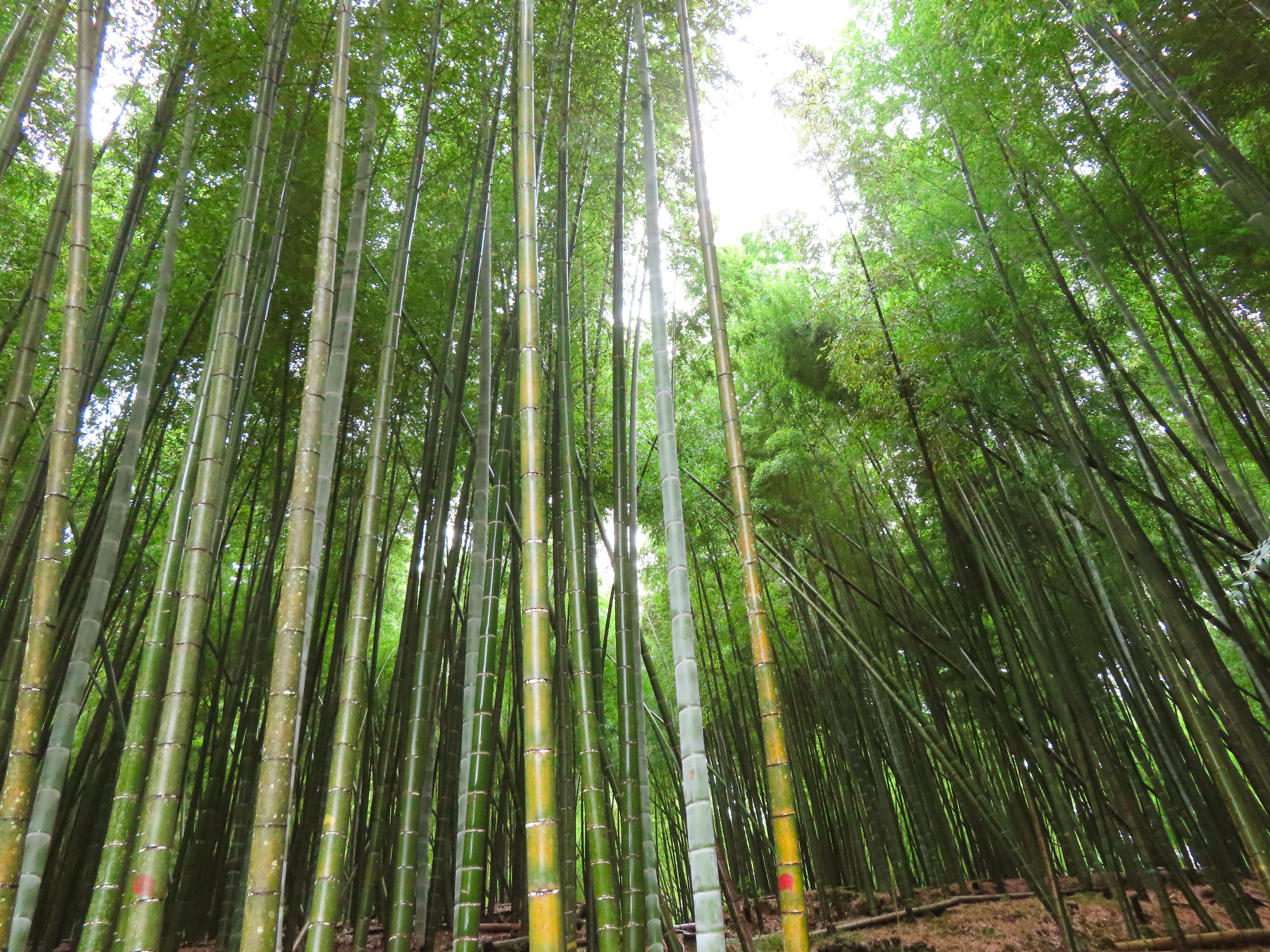 伐採された日本の竹100％で作る「竹紙」に込められた思いとは