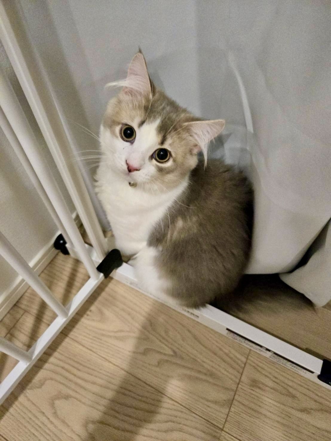 ねこ◎トラブル防止の為プロフ必読ページです。 ゴロにゃんオリジナル 猫用ハーネス ダブルブロックタイプ 無地
