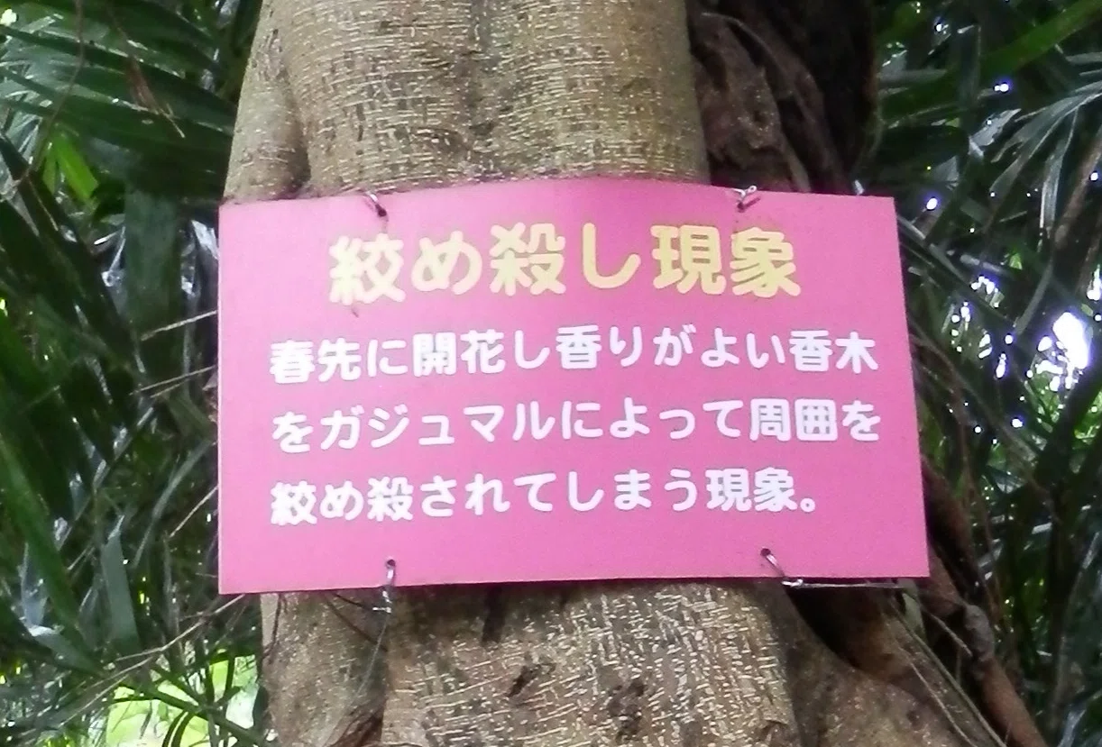 締め殺しの木 ガジュマル｜yama yama