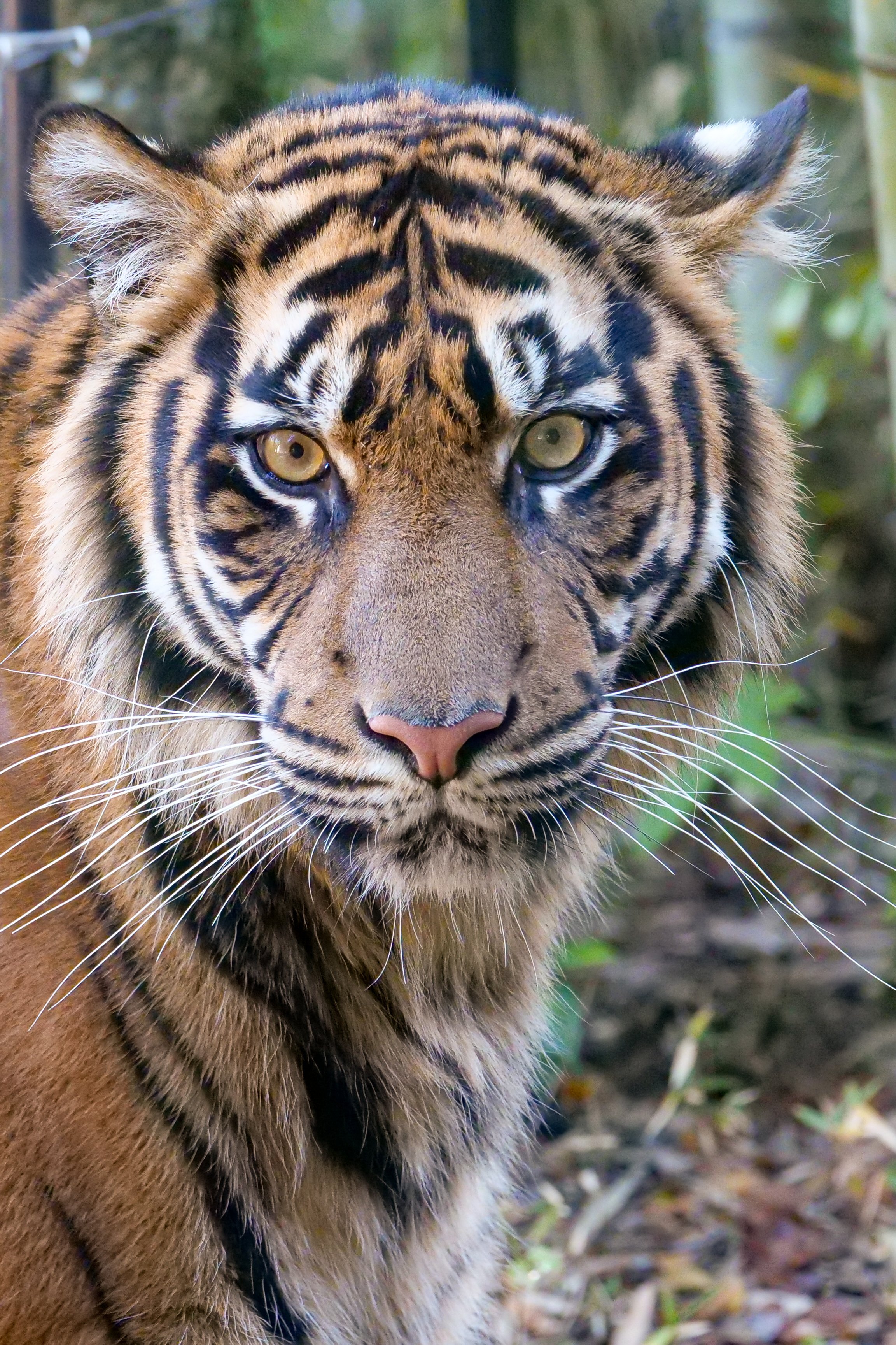 な*な様 虎 トラ 猫 残響 ムラサキ 原画 1点物 (2024年11月) な*な様