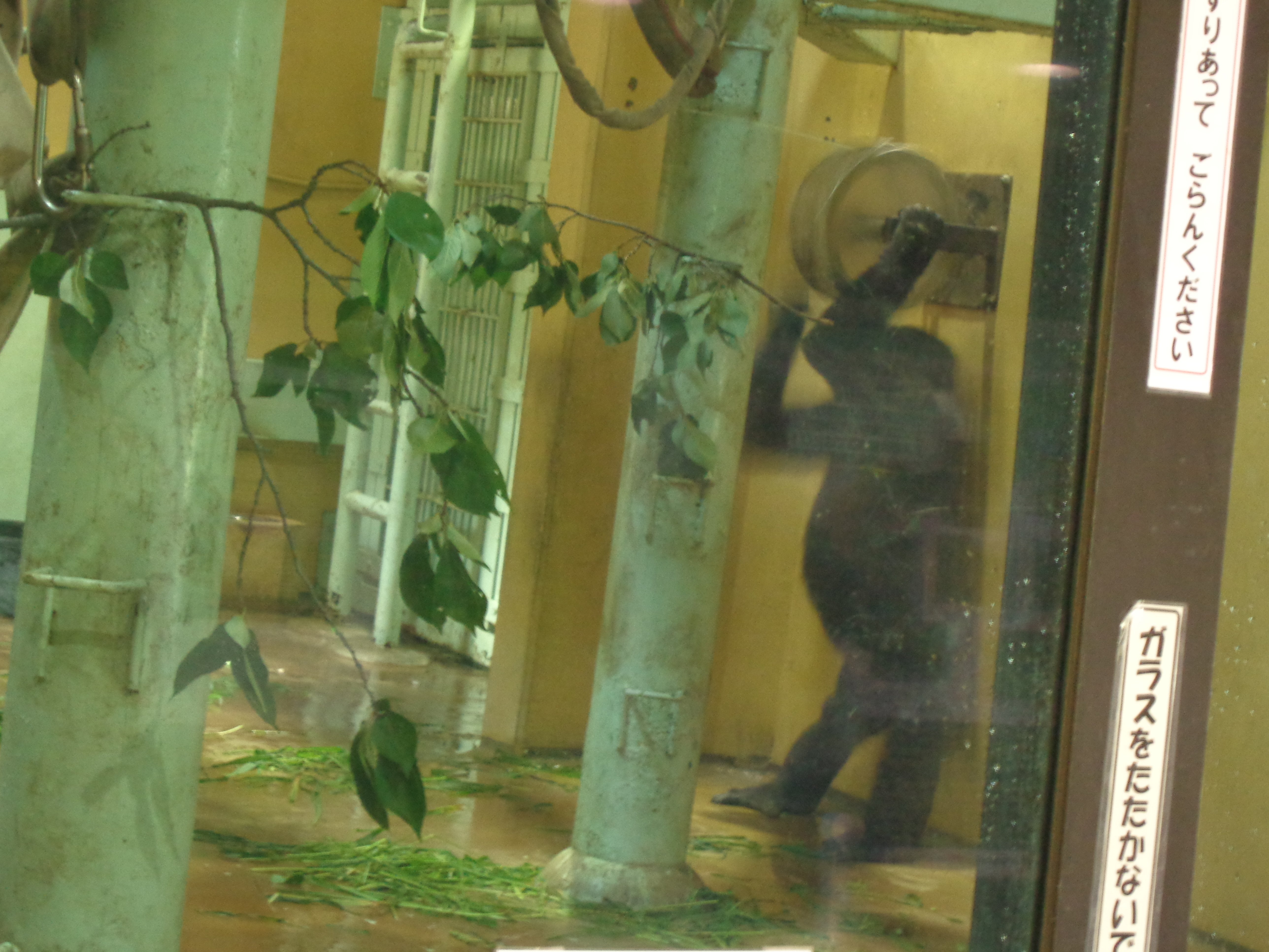 ゴリラの春5 日本ゴリラ化計画】京都編2025夏①来たよ灼熱の京都市動物園｜え