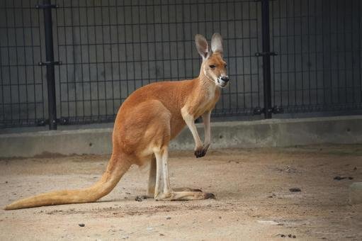 オーストラリアでカンガルーと戦った話｜ちま🌼星野リゾート