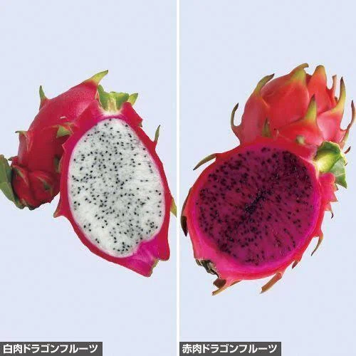毎日美術⭐︎ドラゴンフルーツはサボテン！｜もちもち