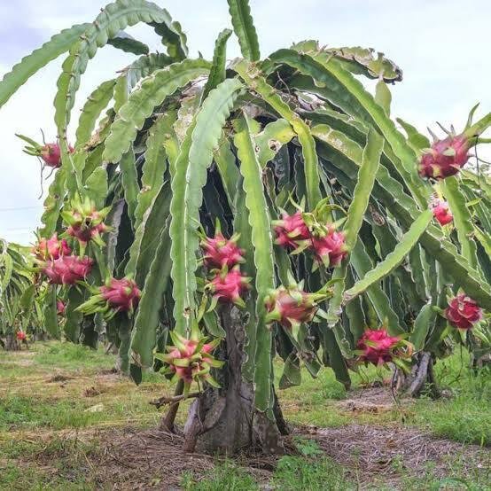 毎日美術⭐︎ドラゴンフルーツはサボテン！｜もちもち