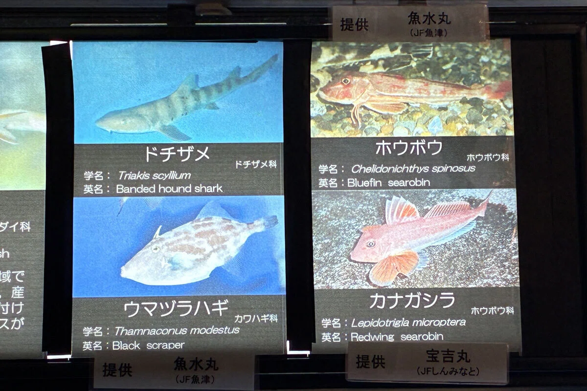 水族館は平和のしるし♪ 〜日本でいちばん歴史がある魚津水族館