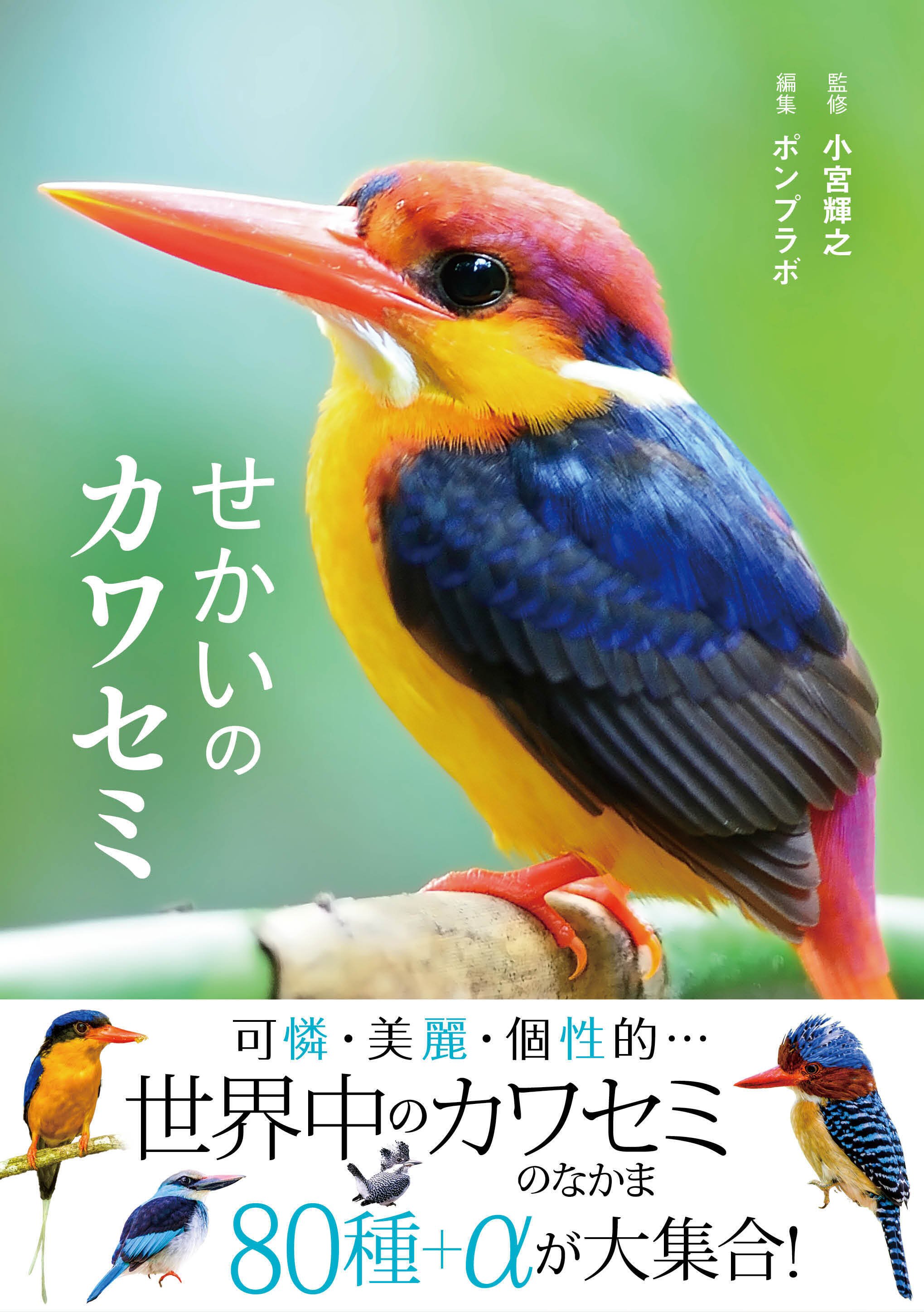 魅惑のカワセミ大図鑑！世界の80種＋αが大集合『せかいのカワセミ』が7