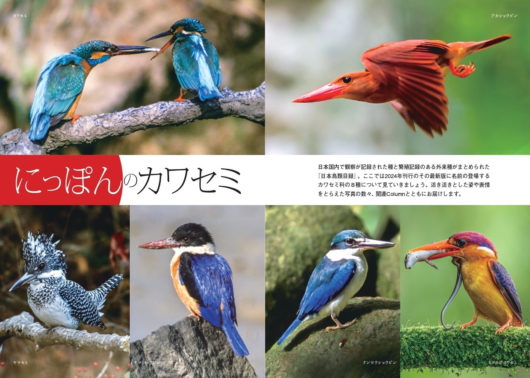 はるき　本物！カワセミのツガイ、剥製、美品 はるき 本物！カワセミのツガイ、剥製、美品 ちょうぎ on X: