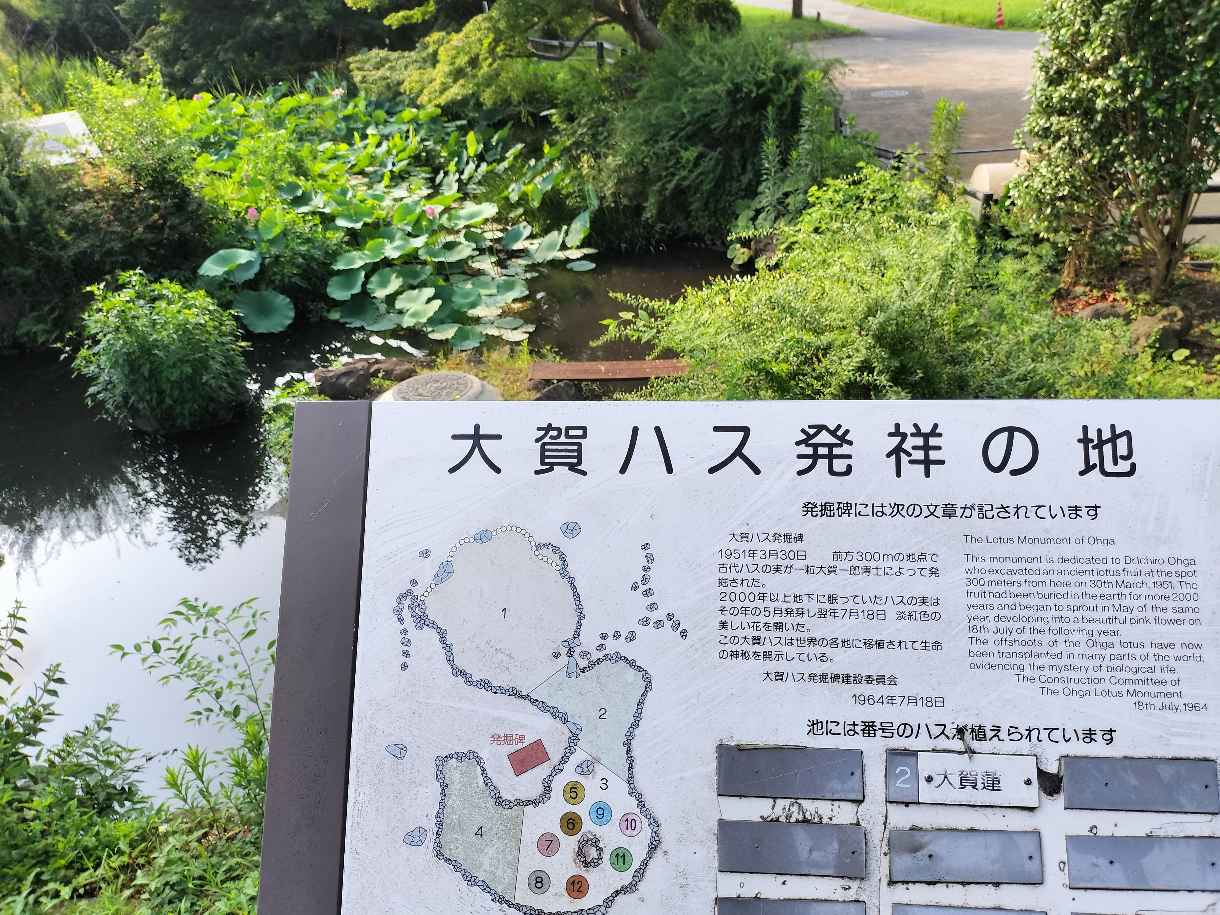 わし様大賀蓮 苗20本 20240603 千栗土居公園ハス＠佐賀県みやき町は、舞妃蓮（5/29