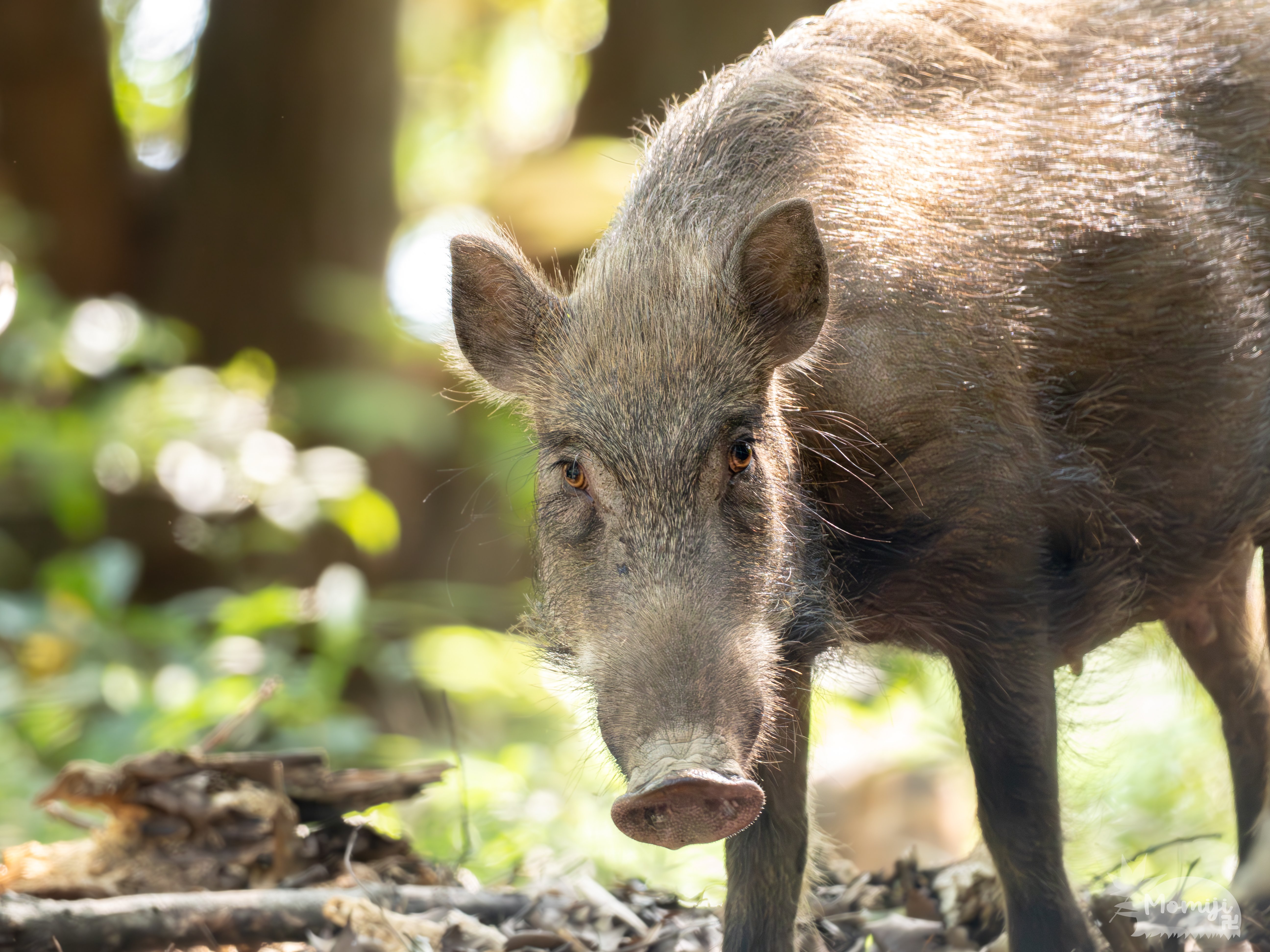 イノシシ親子　根付　天然素材 3190 いのししの子（大）：おもちゃ：百町森