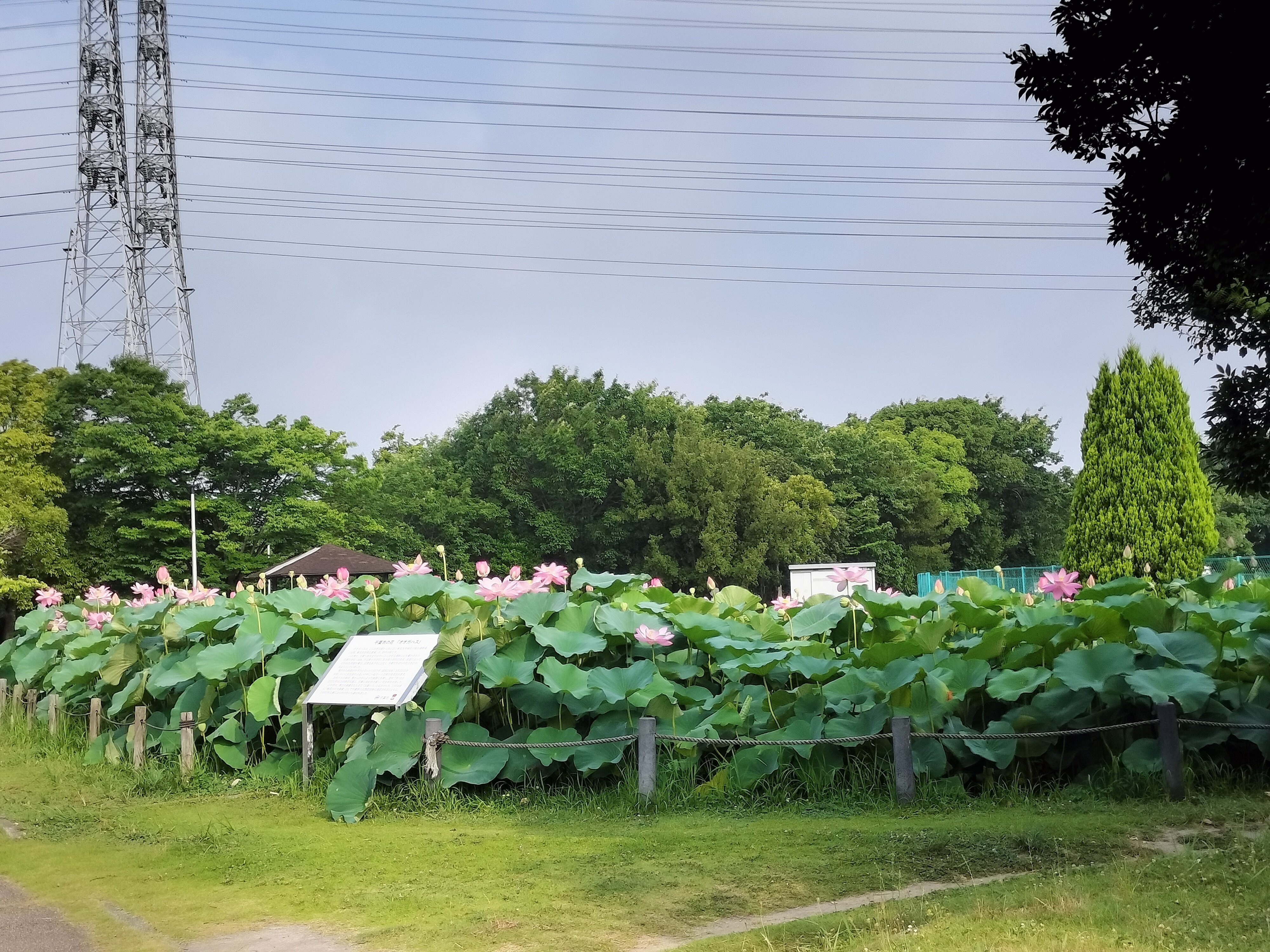 大賀ハス発祥の地へ（千葉市花見川区 落合遺跡、しらさぎ公園