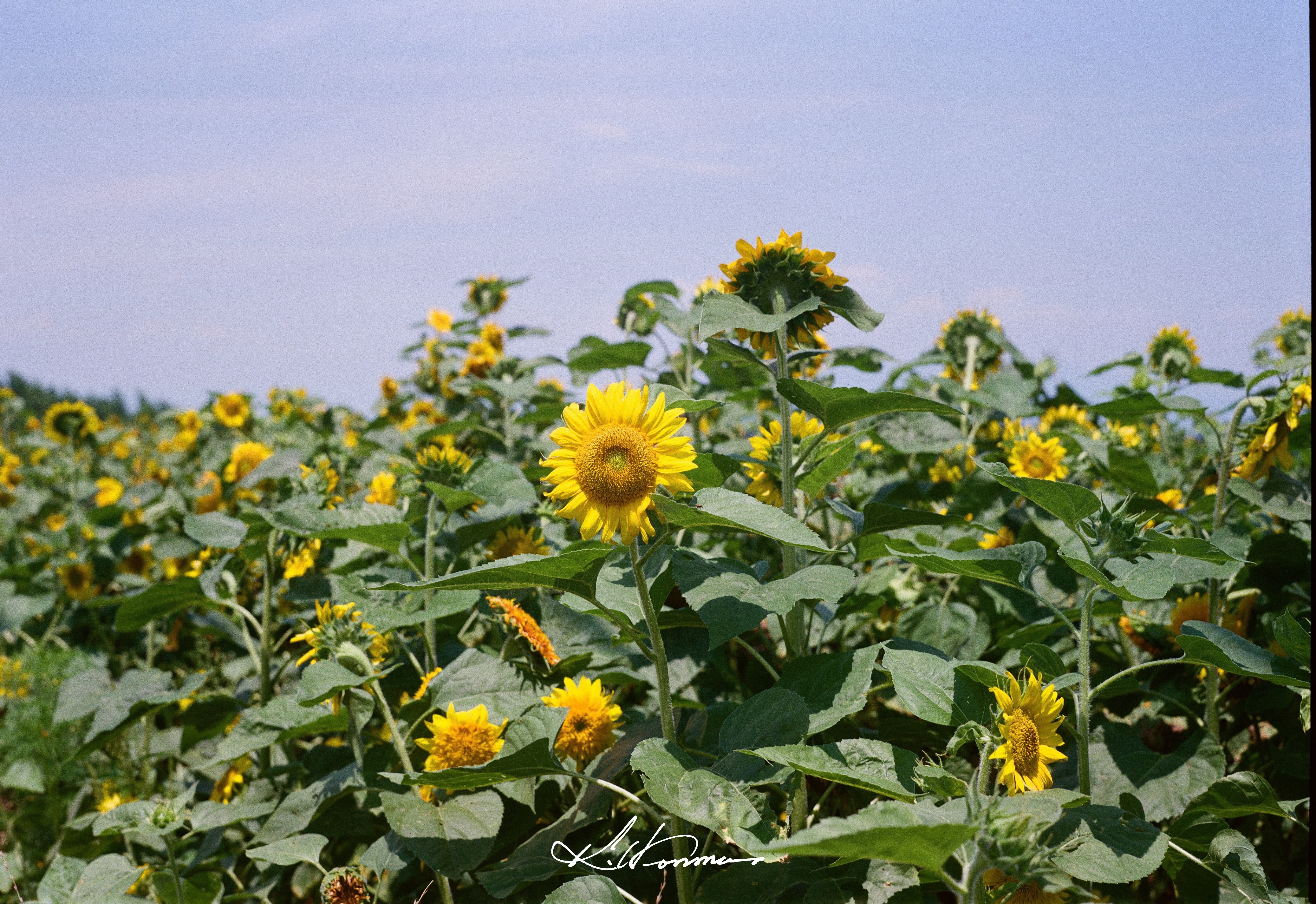 Film Roll】Mamiya Universal Press 1stロール｜Jun. 2025｜本間 恭介