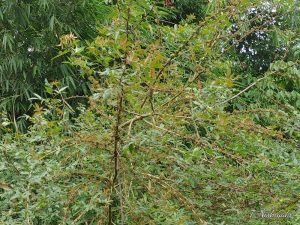 インドネシアの熱帯薬用植物：日本初のアンダリマン山椒（2）｜Jamu