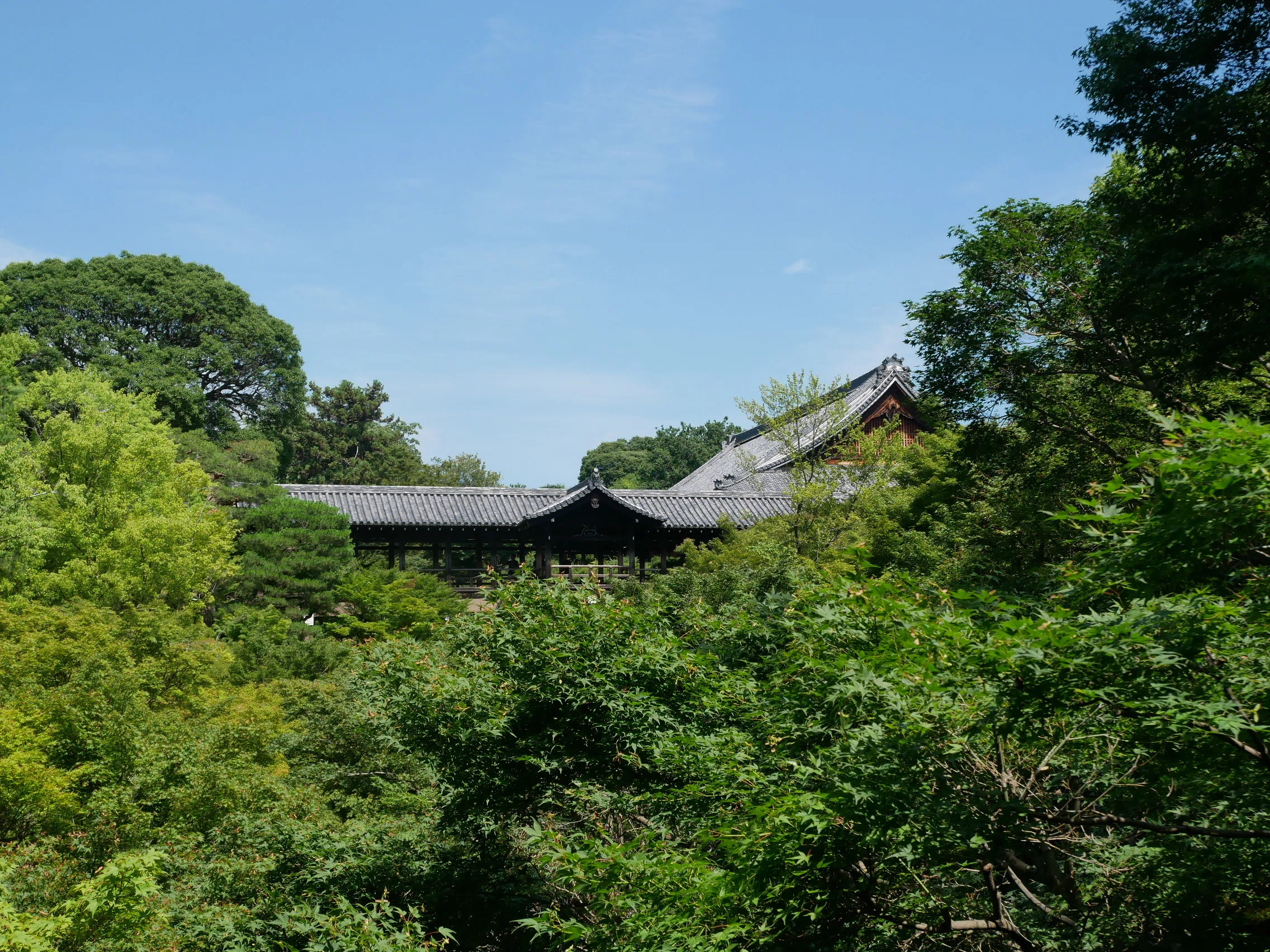 598 夏の京都・東福寺散策｜ミヤコカエデ（Miyako Kaede)