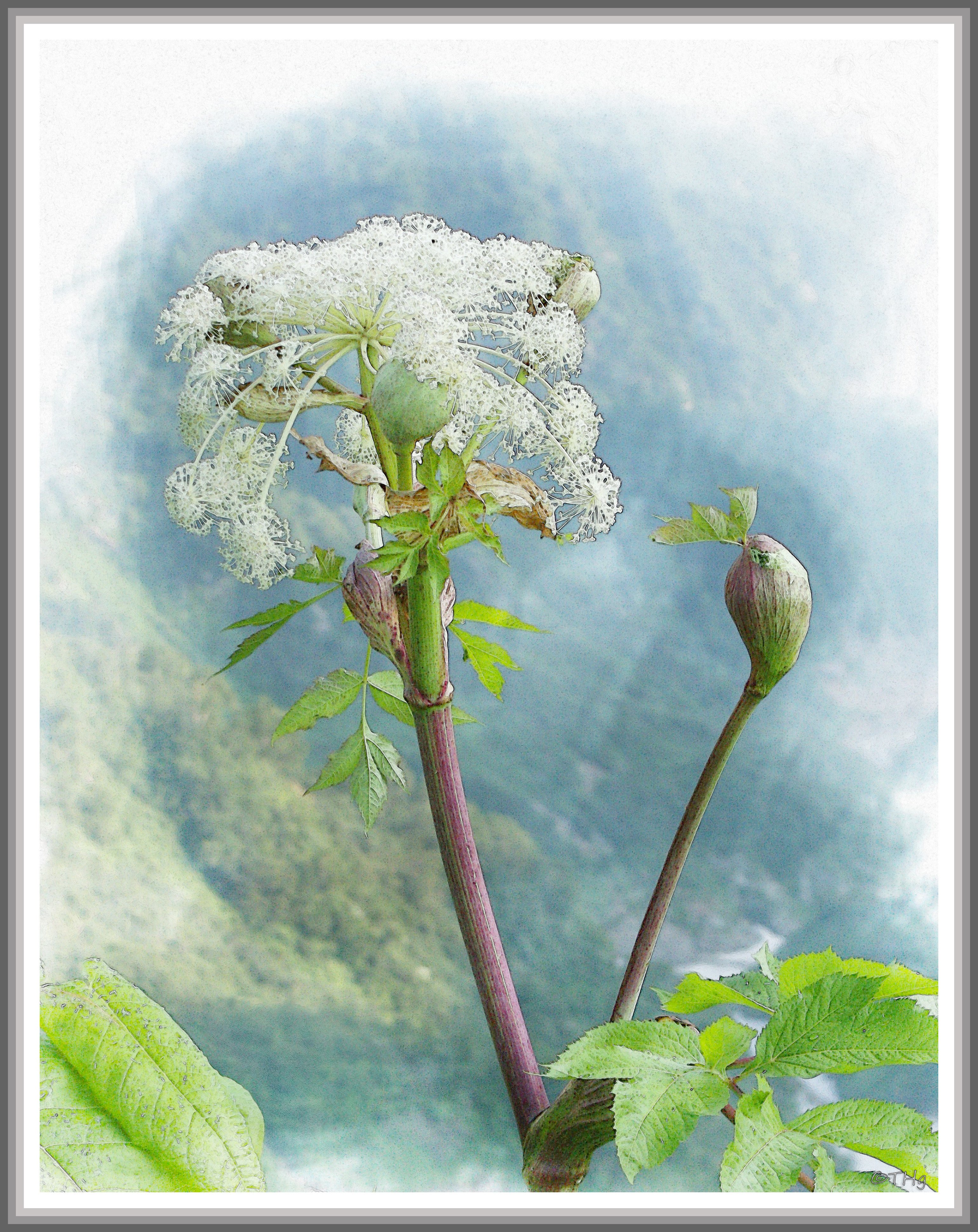 ミヤマシシウド（高山植物・水彩画風）｜taka