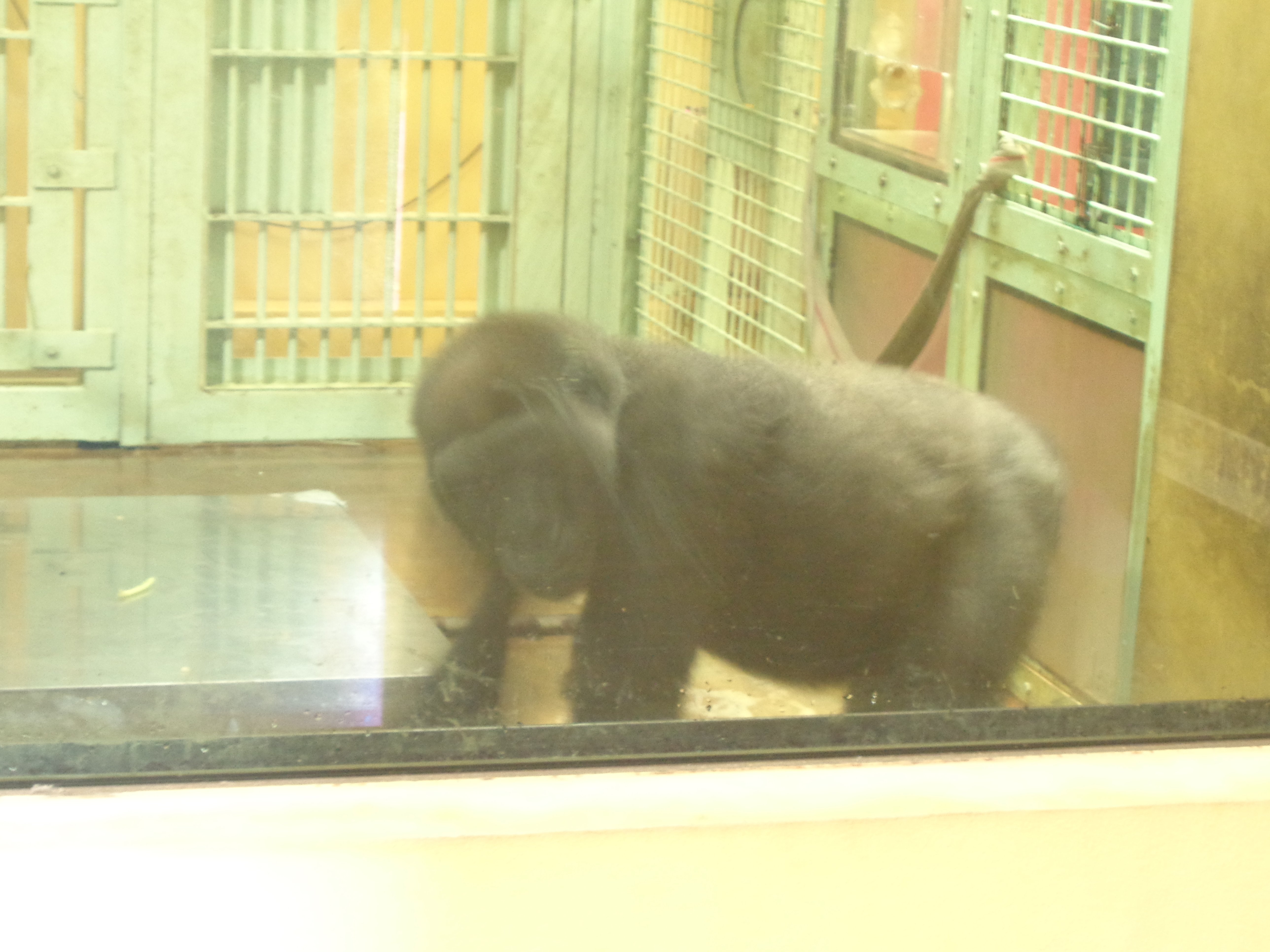 ゴリラの春5 日本ゴリラ化計画】京都編2025夏①来たよ灼熱の京都市動物園｜え