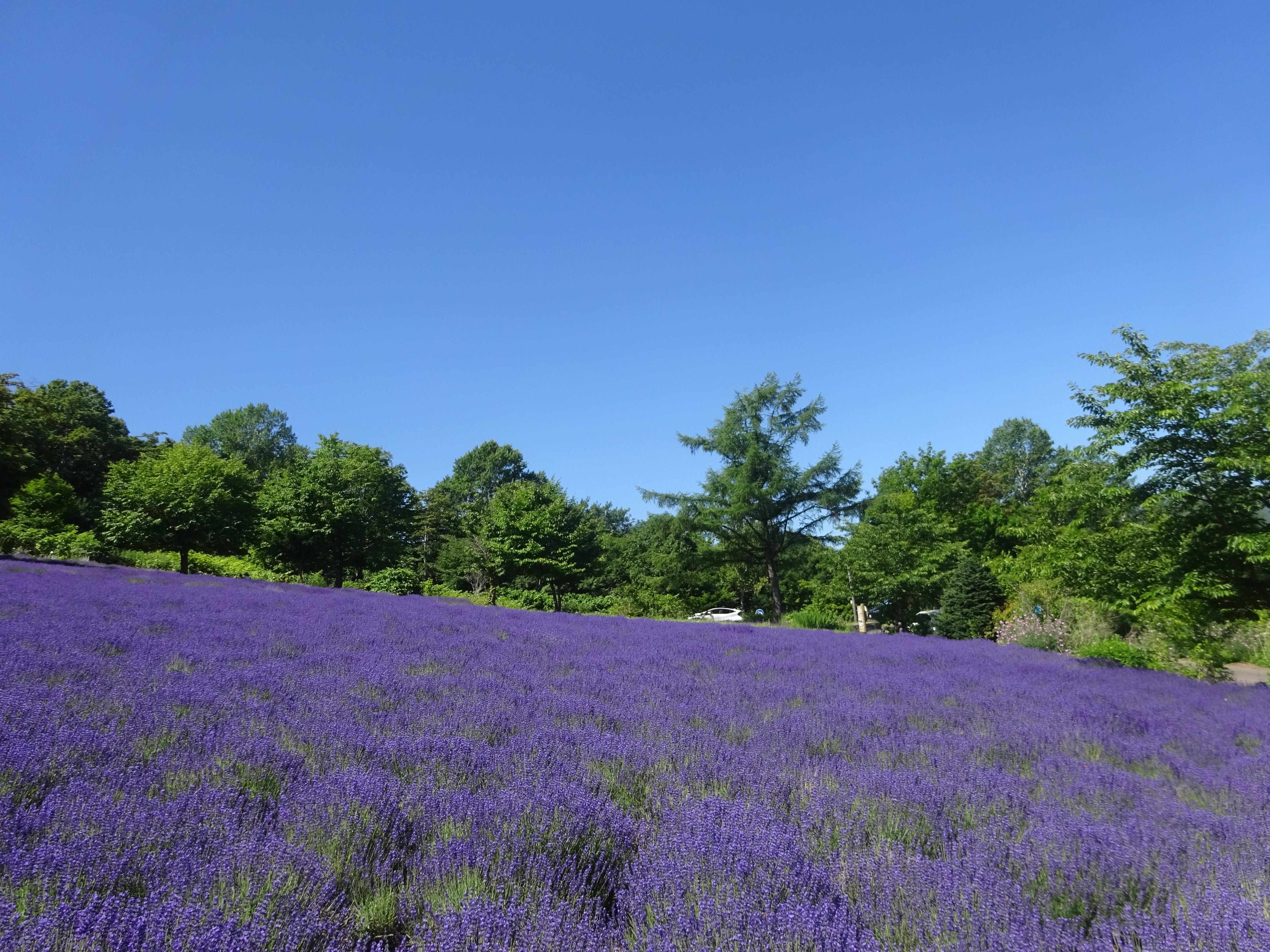ラベンダー開花状況：幌見峠(2025.7.9)｜北海道さっぽろ観光案内所