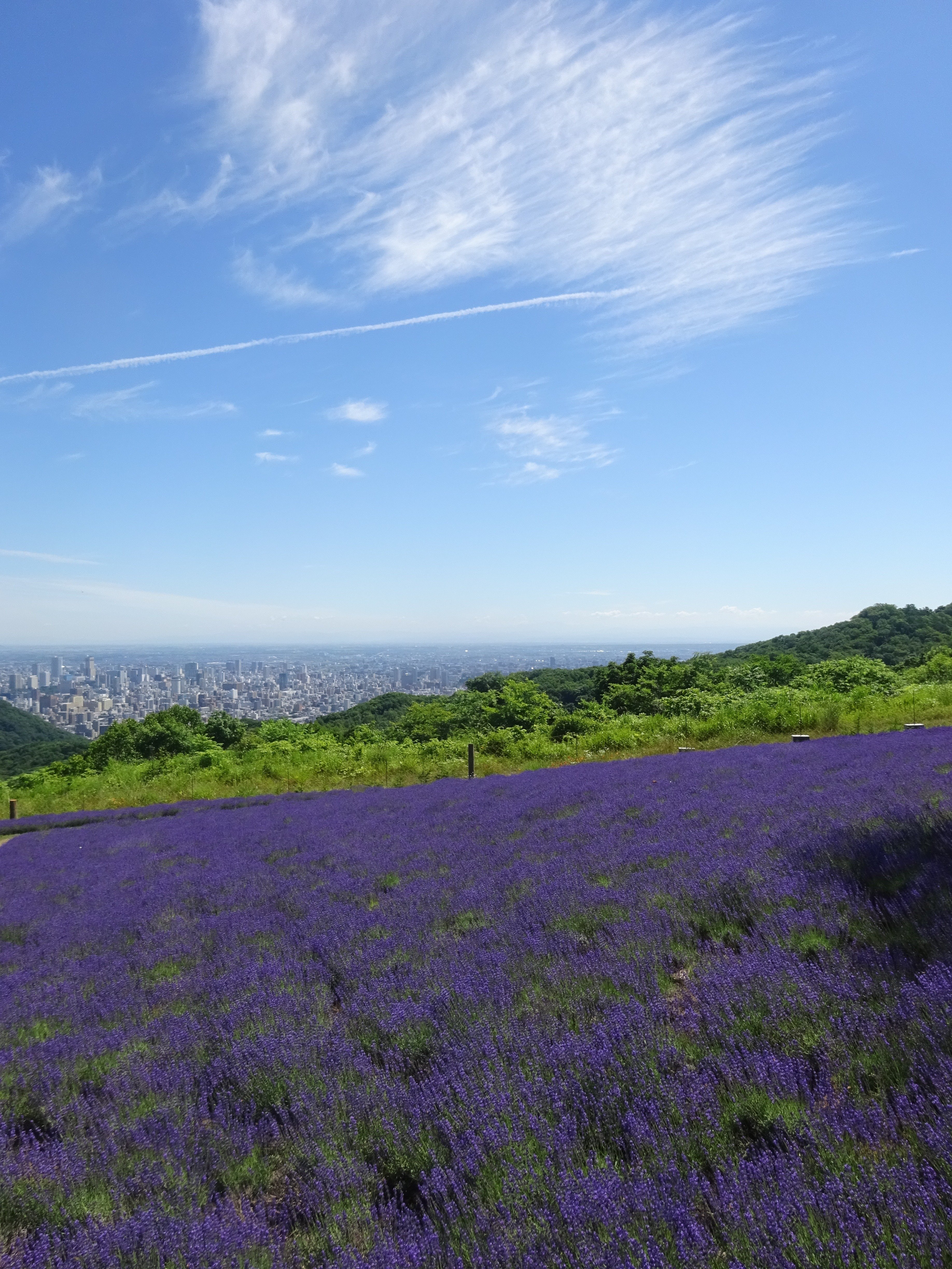 ラベンダー開花状況：幌見峠(2025.7.9)｜北海道さっぽろ観光案内所