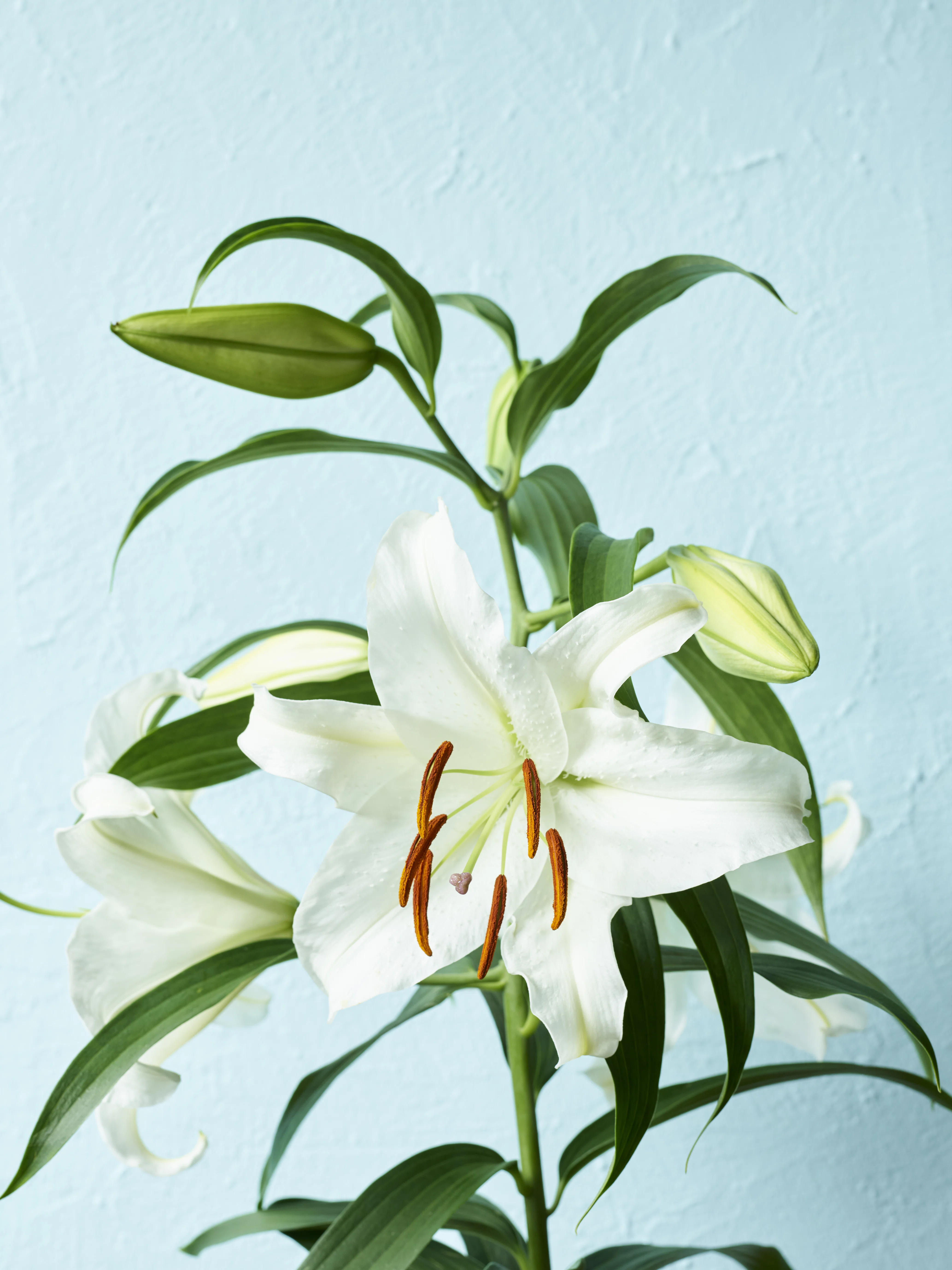 ☆未使用☆ FRANZ フランツ 花瓶 フラワーベース Lily ゆり