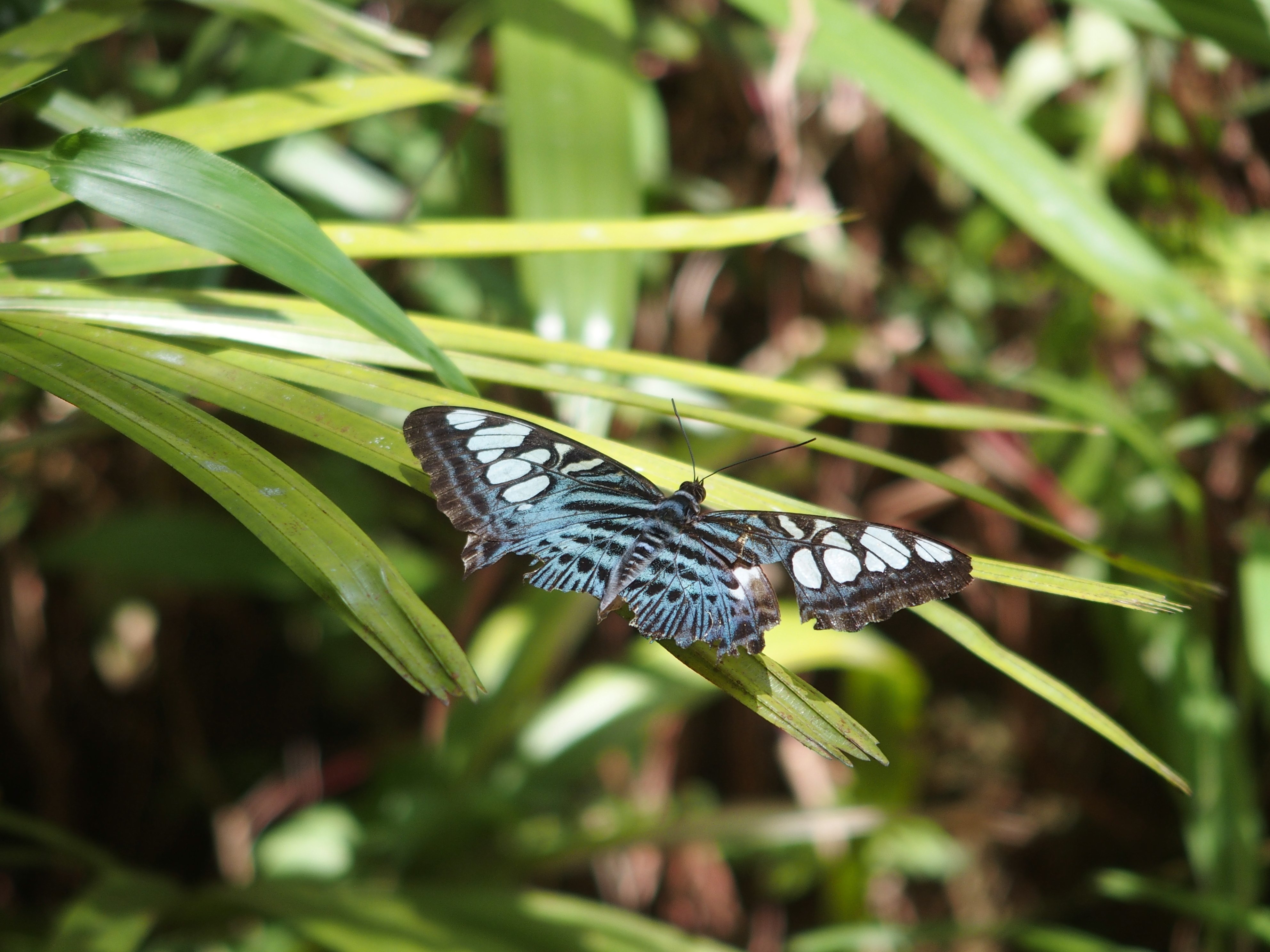 スリランカ探鳥記41 蝶とかたつむり｜一羽一会(いちわいちえ)/野鳥愛好家