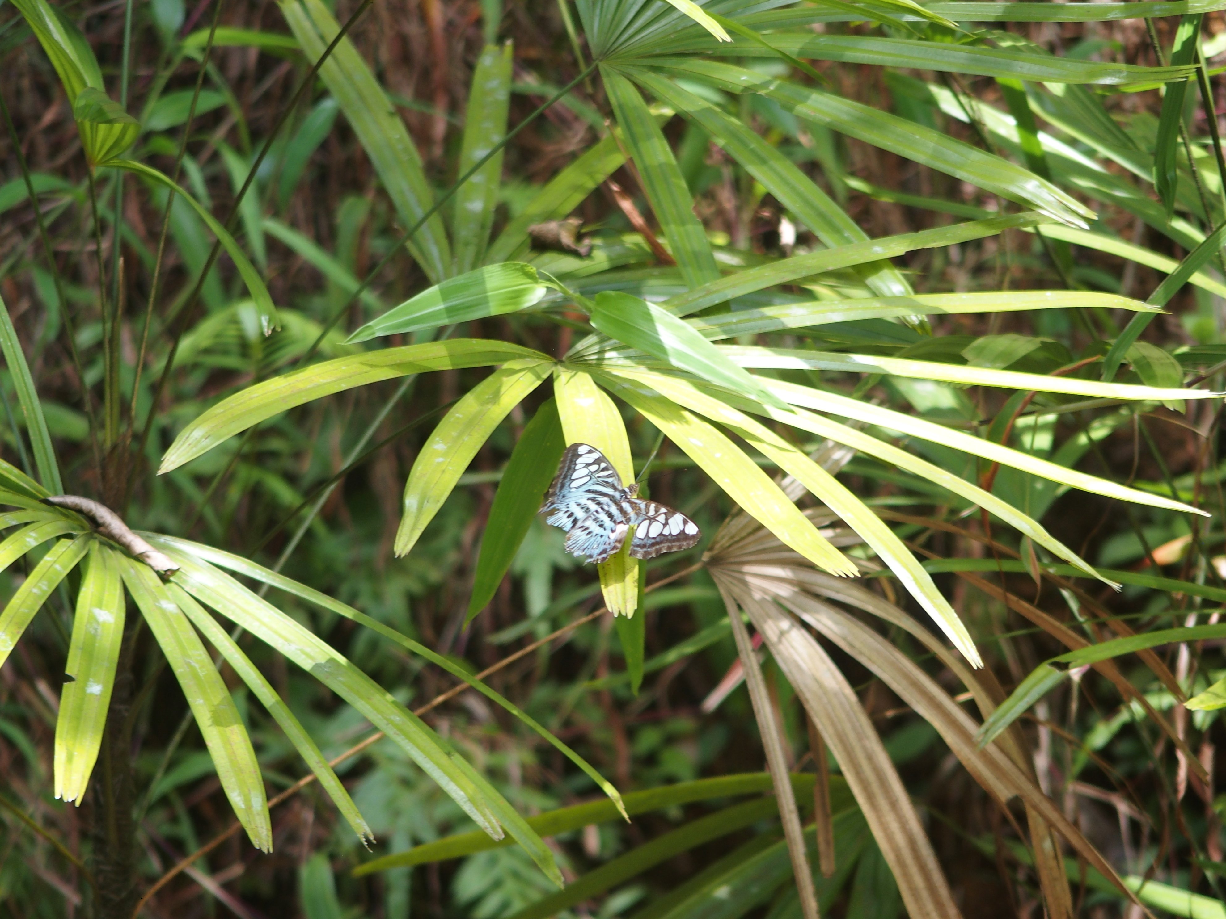 スリランカ探鳥記41 蝶とかたつむり｜一羽一会(いちわいちえ