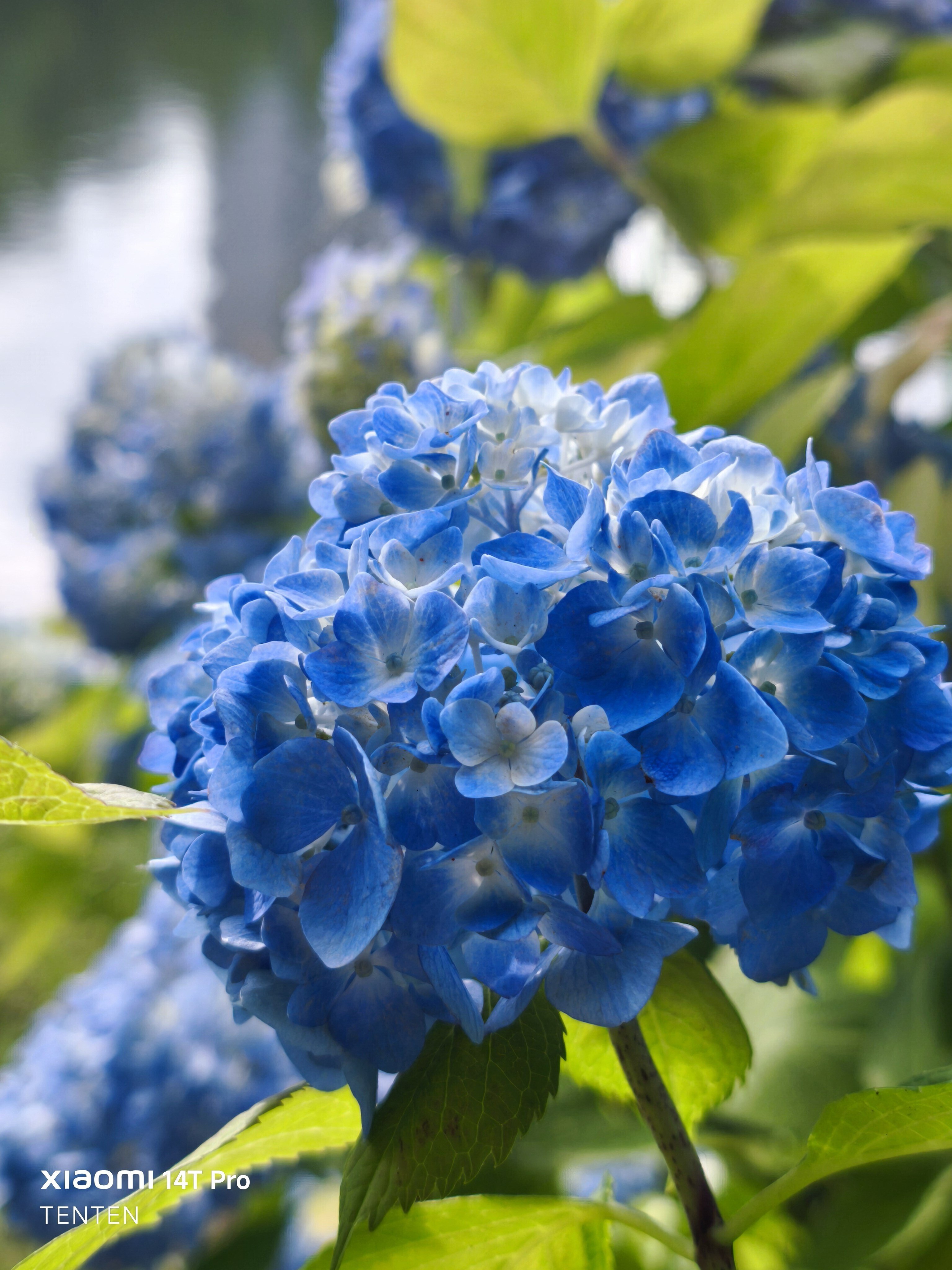 中島公園、咲き始めの紫陽花コレクション（2025年7月6日）｜てんてん