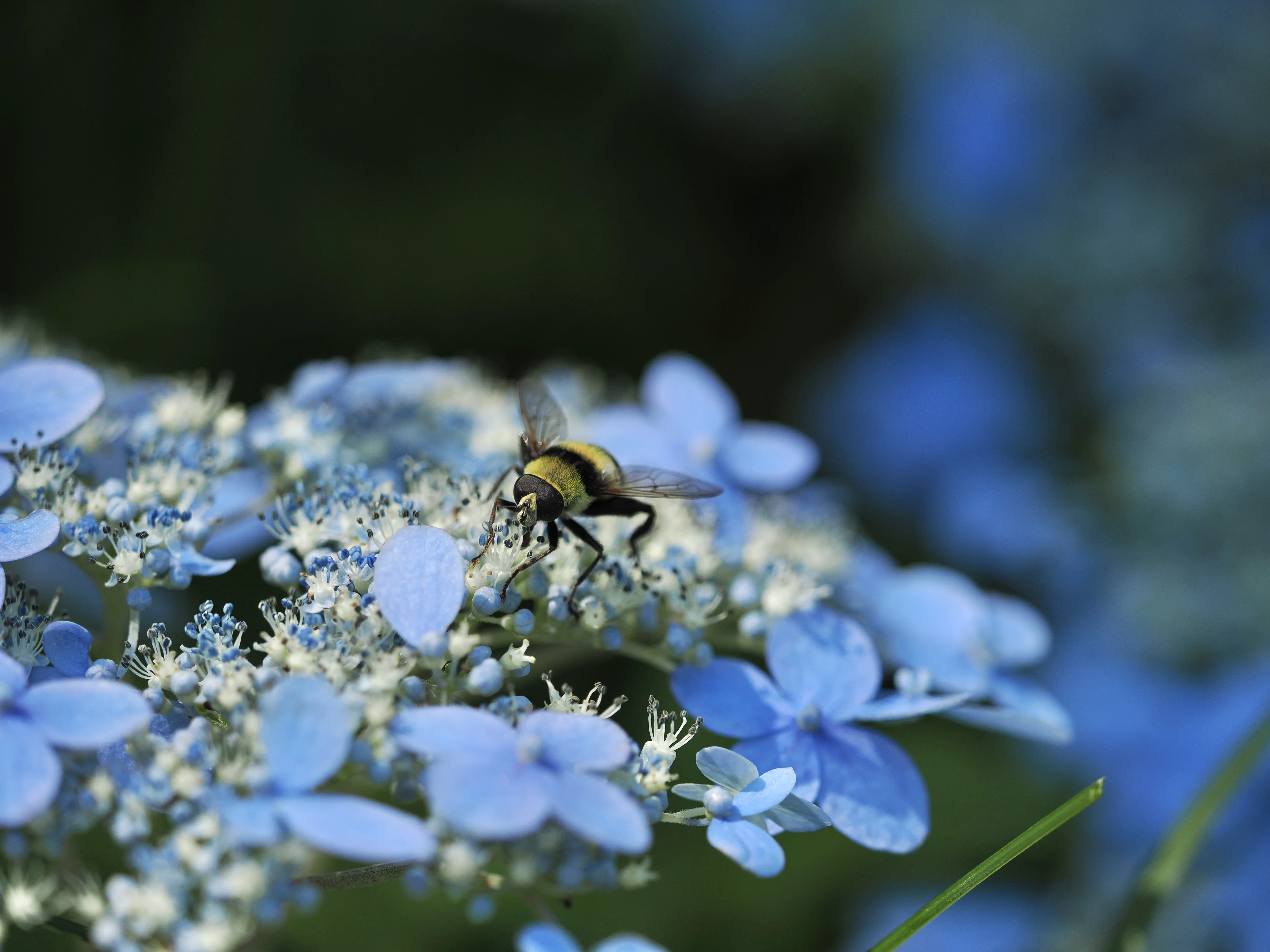 Nature Observation Today 10/7/25｜奥入瀬日和@星野リゾート