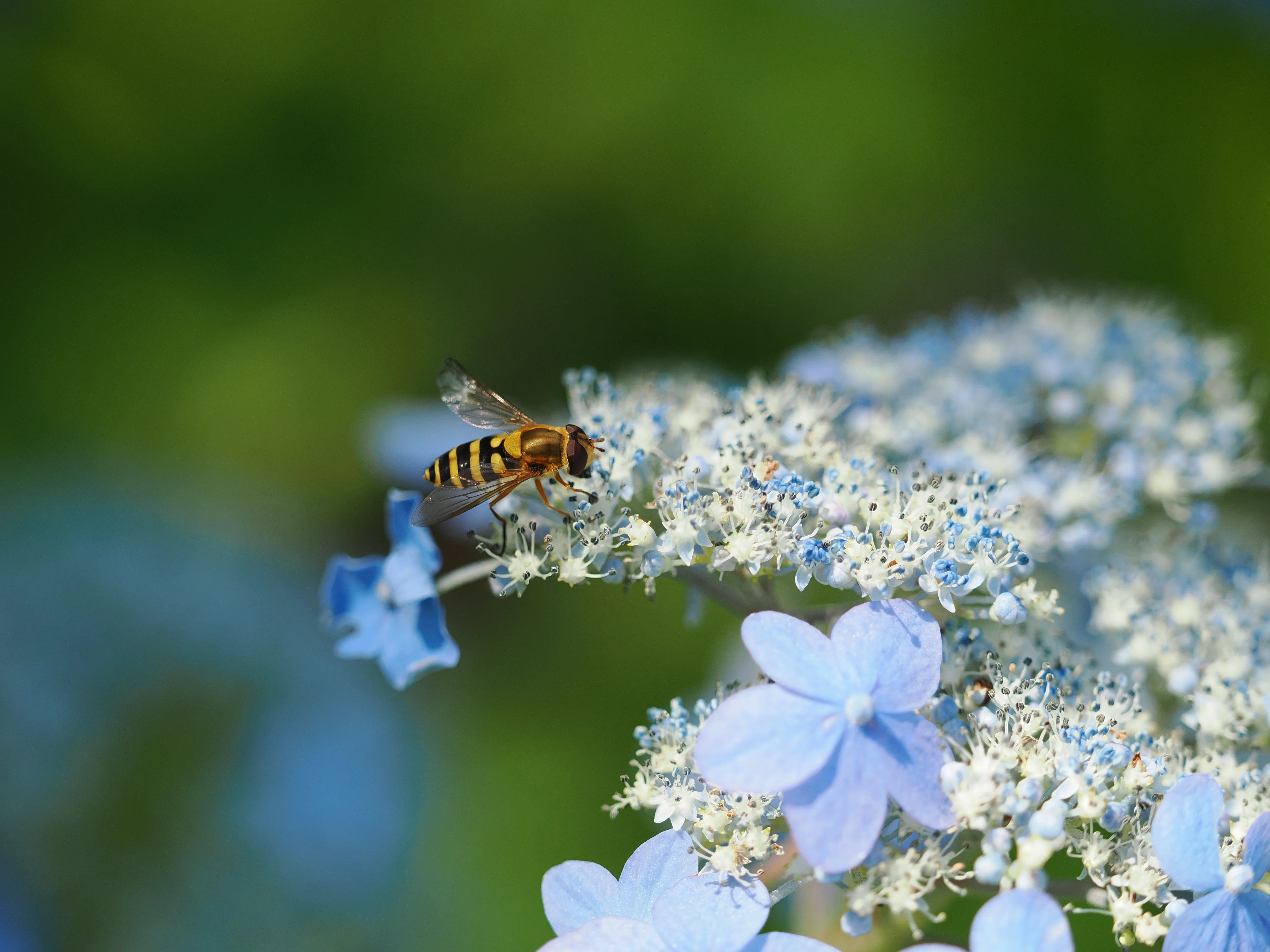 Nature Observation Today 10/7/25｜奥入瀬日和@星野リゾート