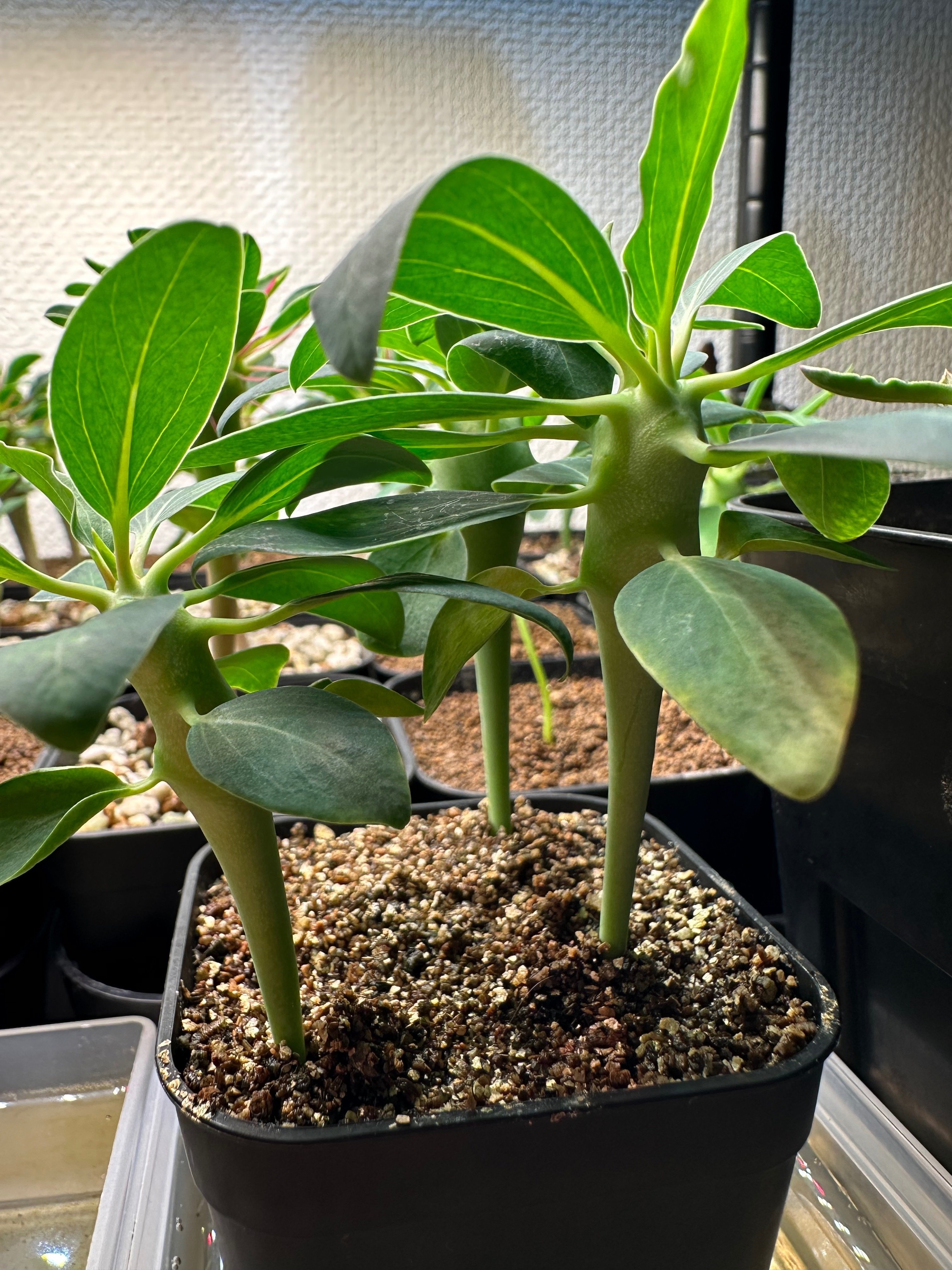 ロンギツベルクローサ 実生 中株 E.ロンギツベルクローサ（実生） 24 – TaiShoDo ONLINE SHOP