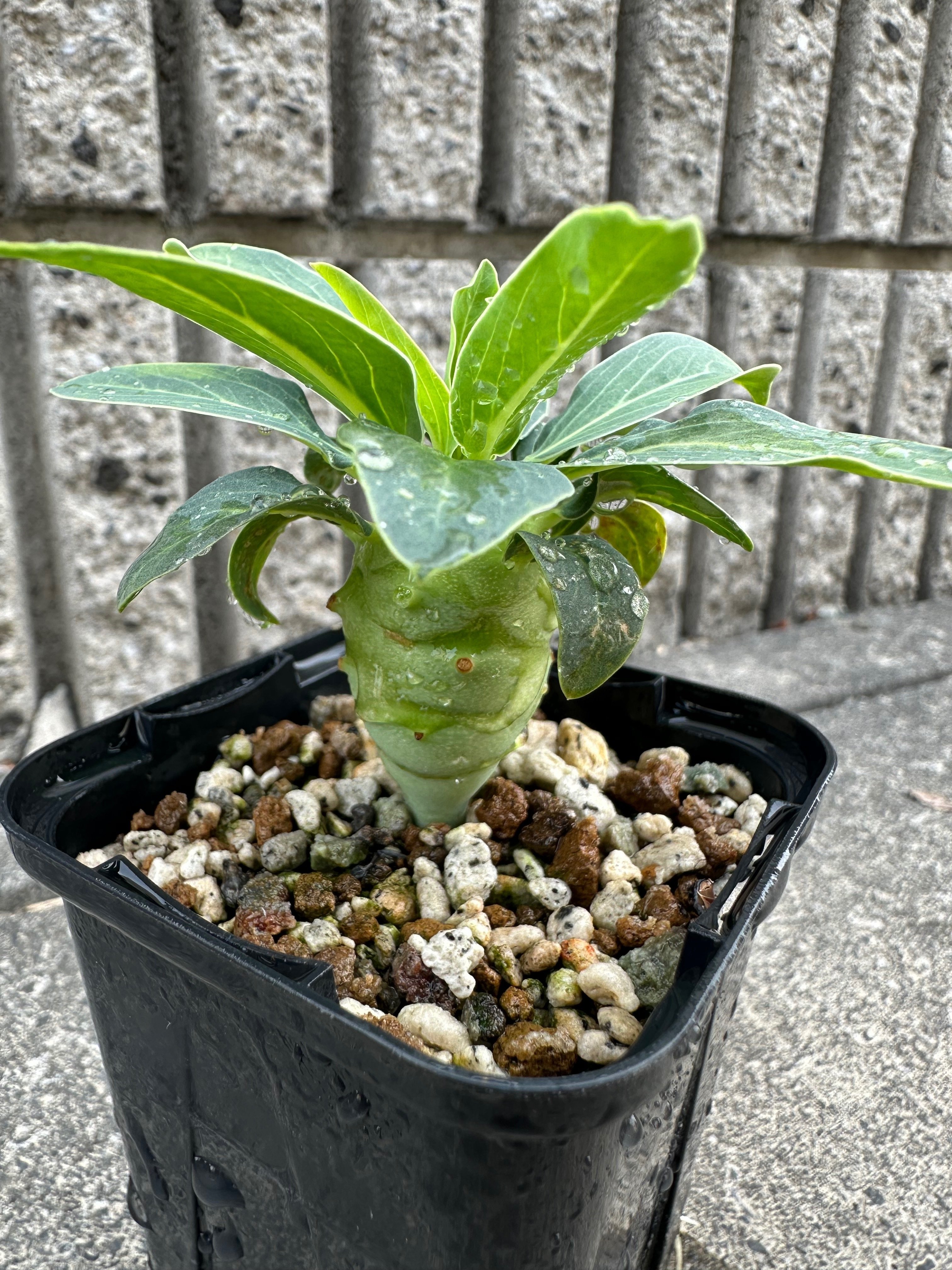 ユーフォルビア ロンギツベルクローサの実生について｜ノプラ