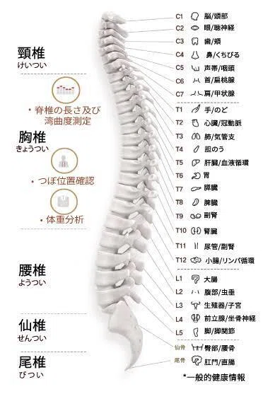 人間の背骨24本それぞれの役割！！｜伊丹パーソナルトレーナー海生