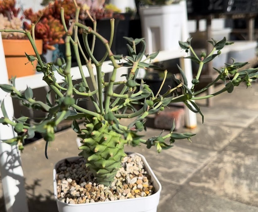 ユーフォルビア ロンギツベルクローサの実生について｜ノプラ