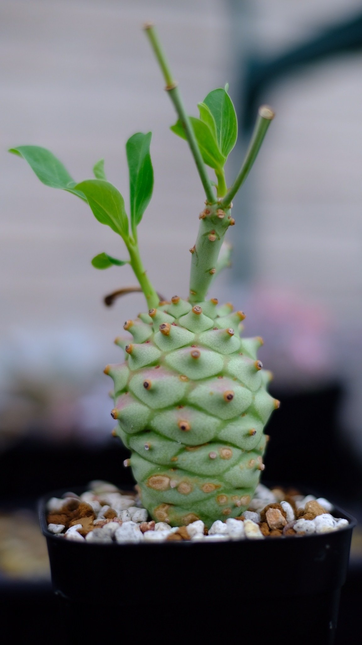 ロンギツベルクローサ 実生 中株 E.ロンギツベルクローサ（実生） 24 – TaiShoDo ONLINE SHOP