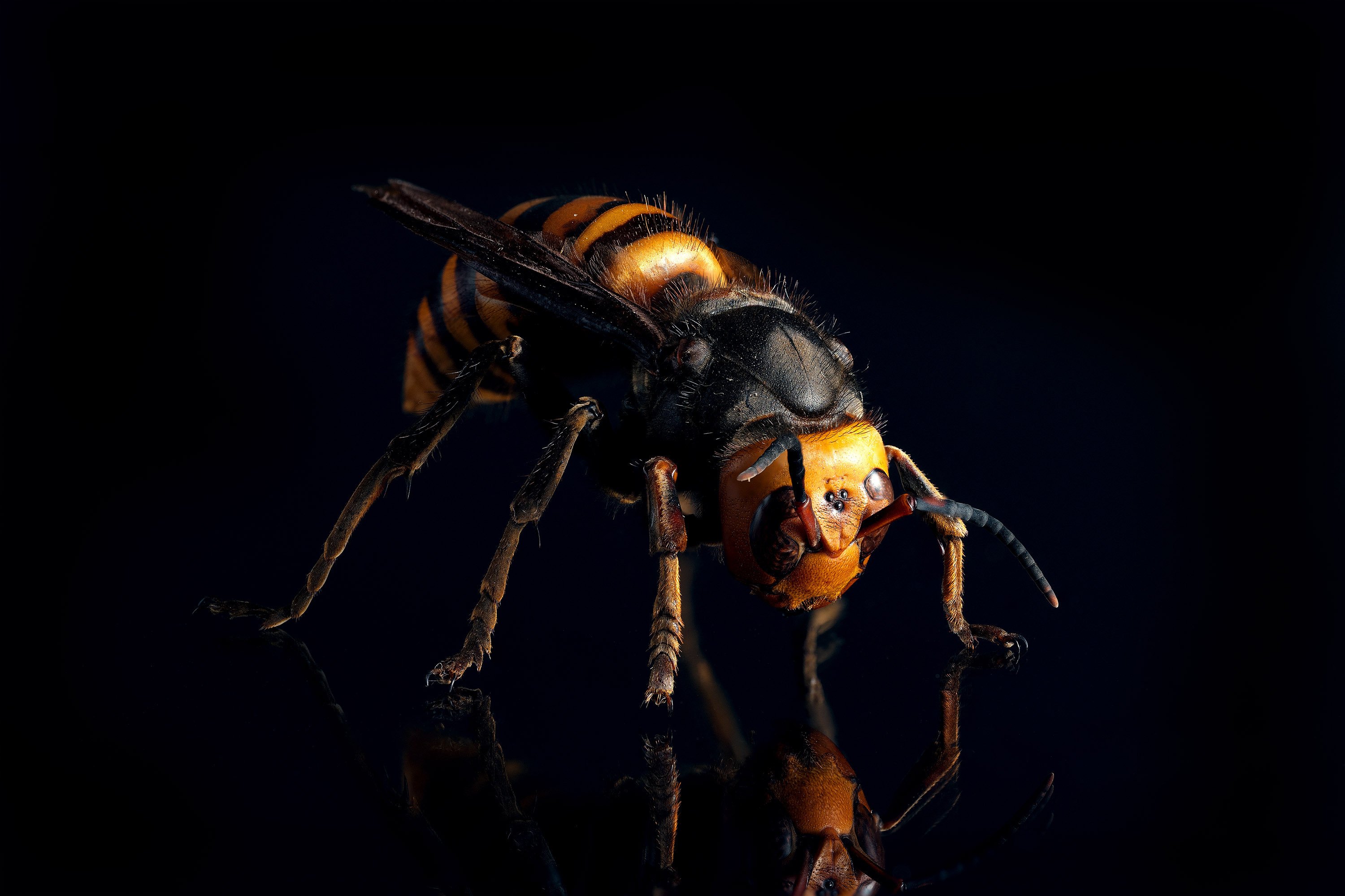 森の守護神、オオスズメバチの標本｜ちいさな島