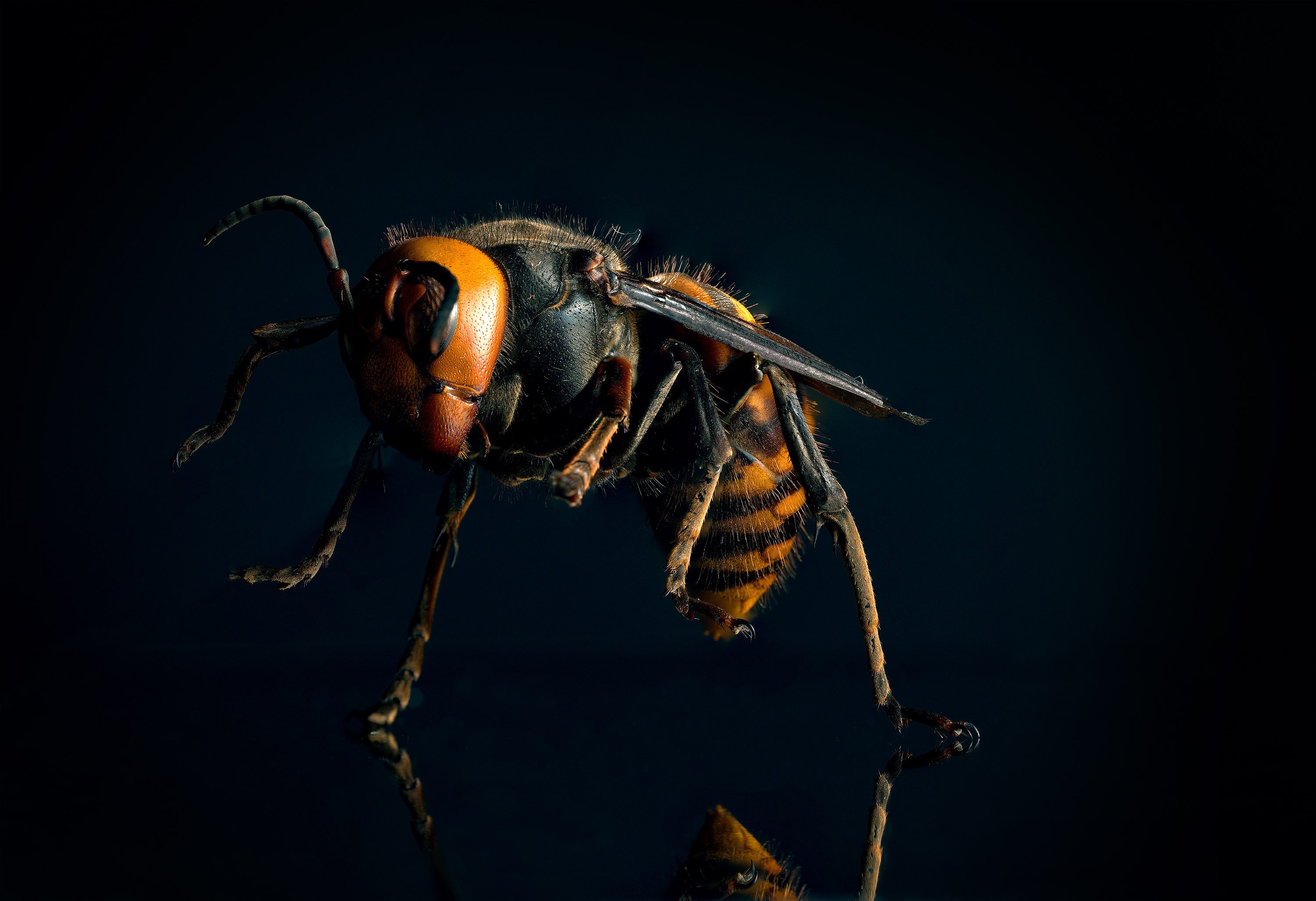 森の守護神、オオスズメバチの標本｜ちいさな島