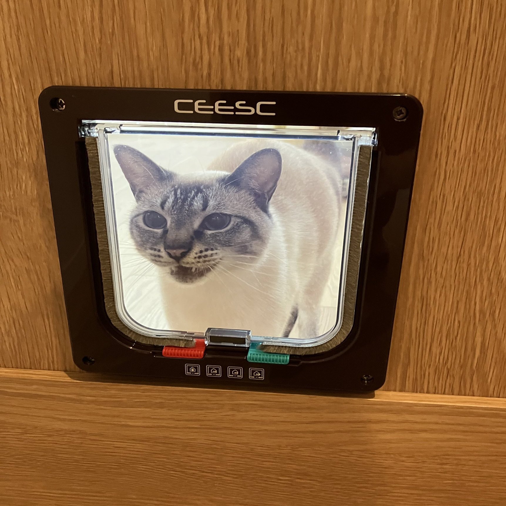 ドアの通り方が分からニャい「開けて～！」と必死に訴える猫ちゃんの姿が可愛すぎて16万いいねの大反響｜Cat Press（キャットプレス）, image size:1683x2000