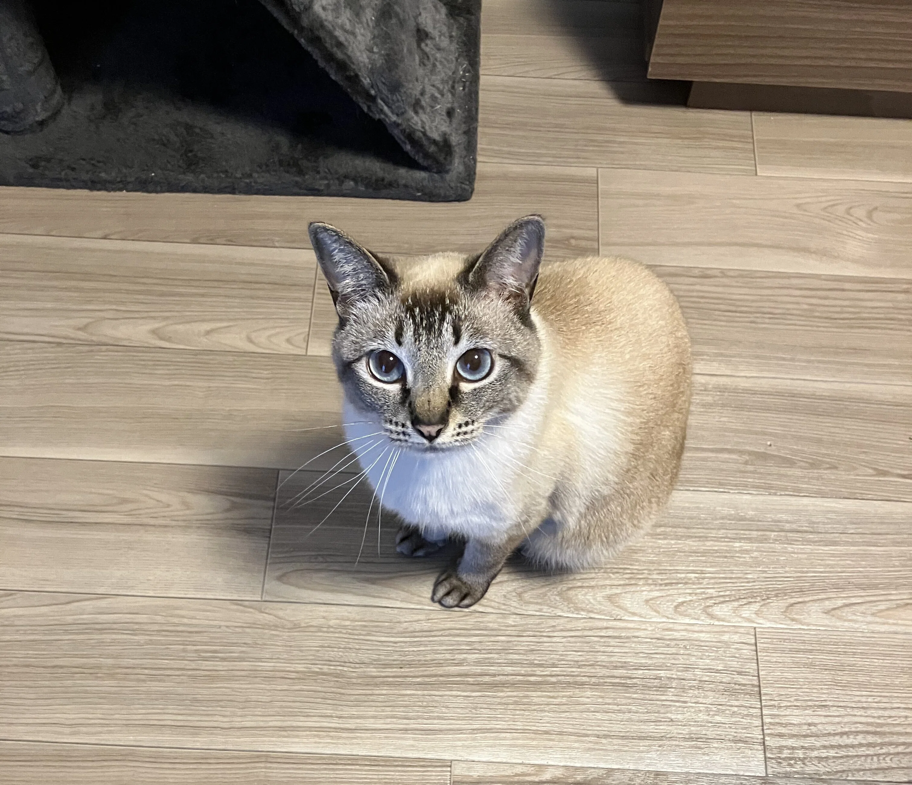 ドアの通り方が分からニャい「開けて～！」と必死に訴える猫ちゃんの姿