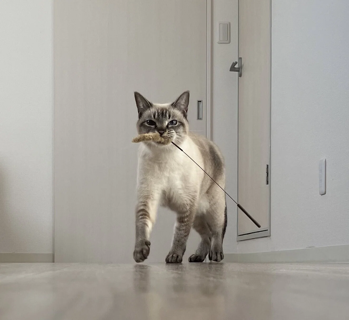 ドアの通り方が分からニャい「開けて～！」と必死に訴える猫ちゃんの姿