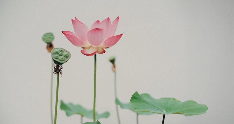 蓮：7月のいぶき、水面に咲く聖なる花｜Hiragana Times 編集部