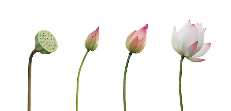 蓮：7月のいぶき、水面に咲く聖なる花｜Hiragana Times 編集部