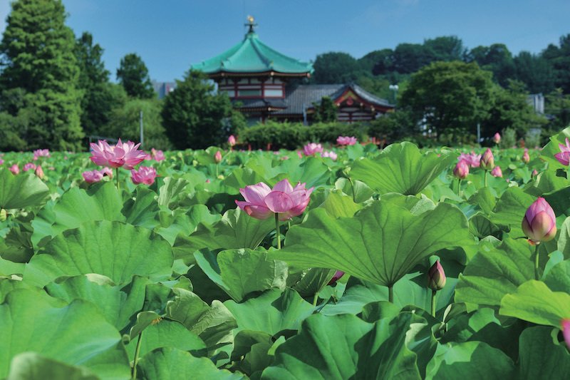 蓮：7月のいぶき、水面に咲く聖なる花｜Hiragana Times 編集部