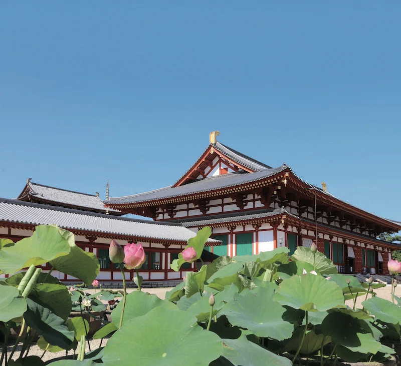 蓮：7月のいぶき、水面に咲く聖なる花｜Hiragana Times 編集部