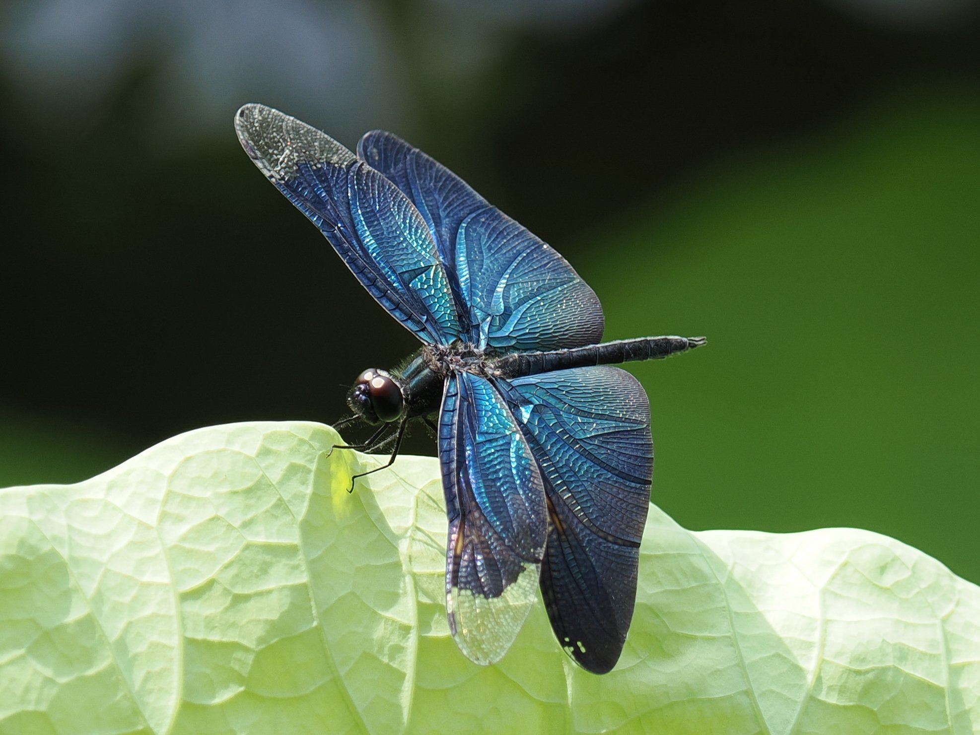 アンドレアス ツェッペ 3本セット アンドレアス・ツェッペ ブラワー
