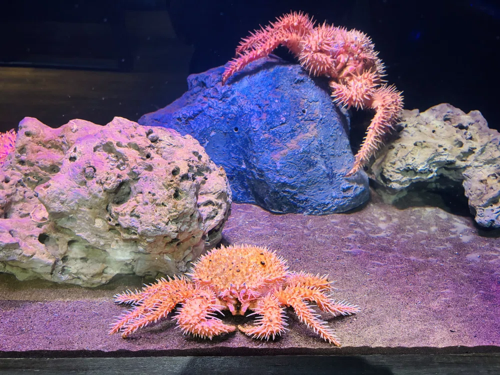 専用❤みかん＊超超特価⭐ふわとろ☆８重ガーゼ⭐特大ブランケット⭐魚＊水族館 ぼっちたびろぐ in 沼津港深海水族館｜星空照美🌟🌠