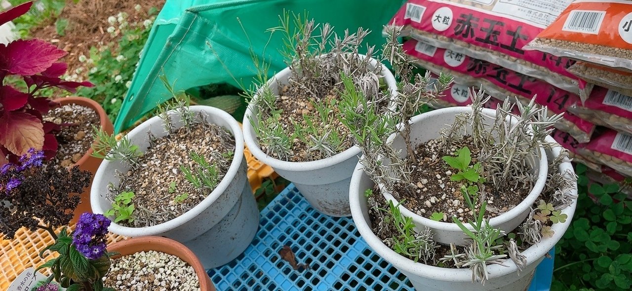 2025年、ラベンダー挿し穂苗づくりの新メソッドを試す！｜エフゲニー