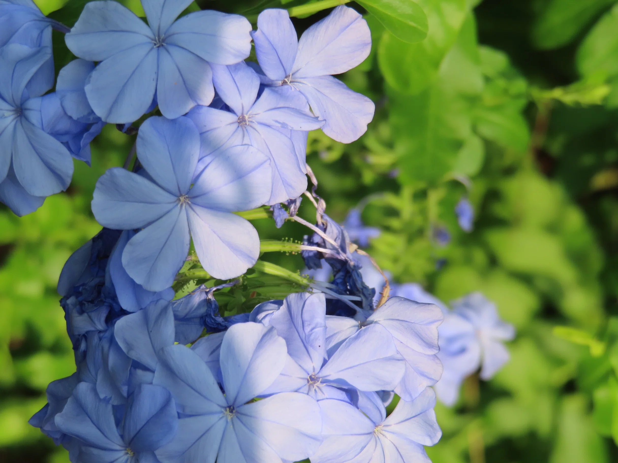 散歩の途中で出会った青い花 見たいと思えばいつだって・・・なん