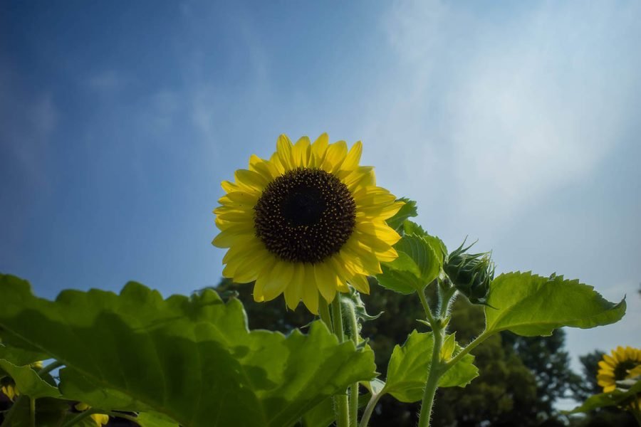 梅雨空とひまわり | GR HDF｜borichan | 旅するカメラ
