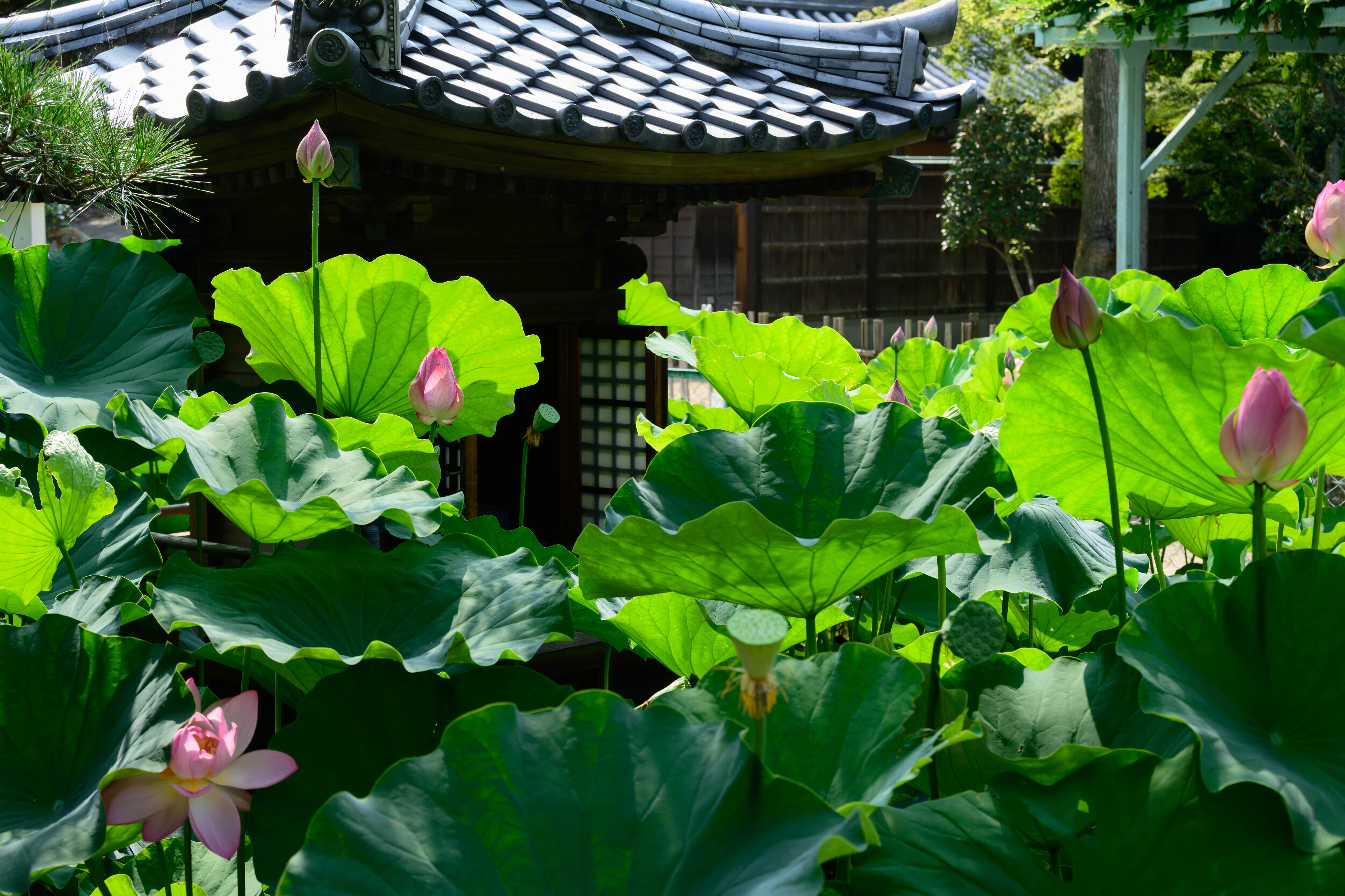 瀬戸大仙画　弁財天 弁財天（西光院）