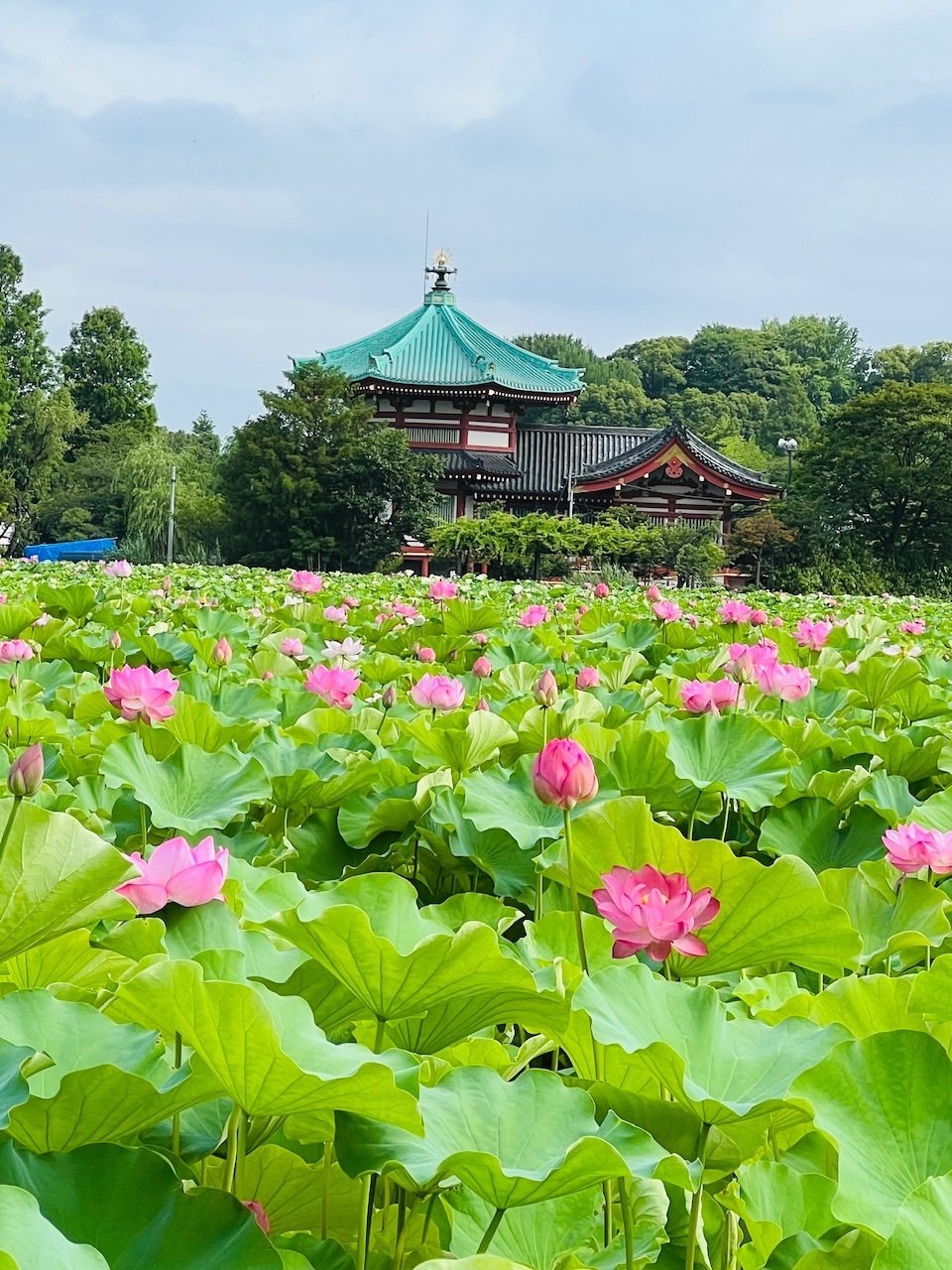 上野不忍池の蓮の花 2025｜ミント